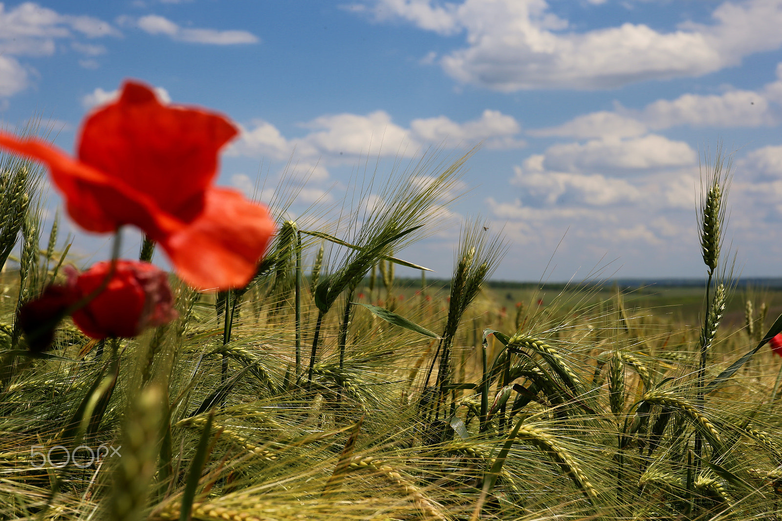 Canon EF 24-70mm F4L IS USM sample photo. Прекрасное лето photography