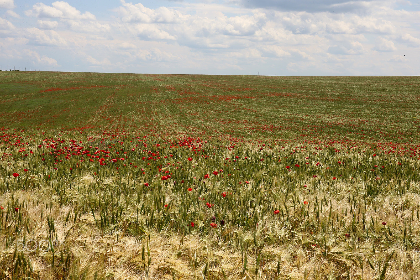 Canon EF 24-70mm F4L IS USM sample photo. Прекрасное лето photography