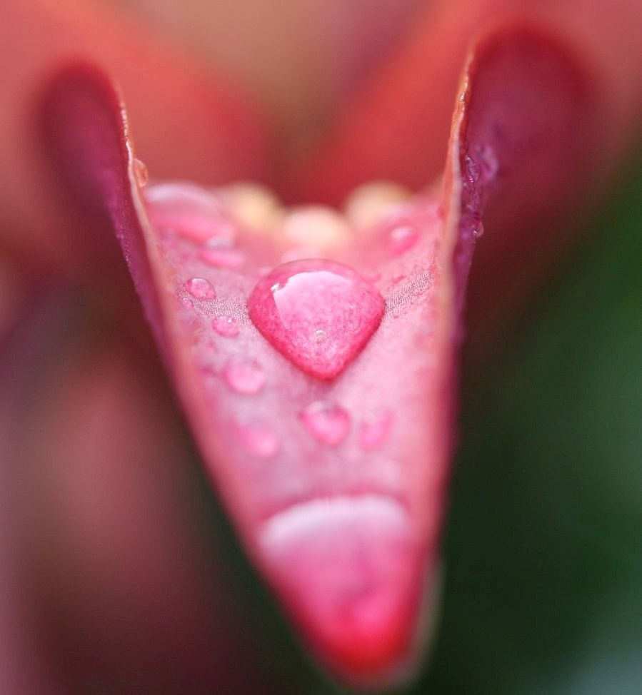 Canon EF-S 60mm F2.8 Macro USM sample photo. Drop photography