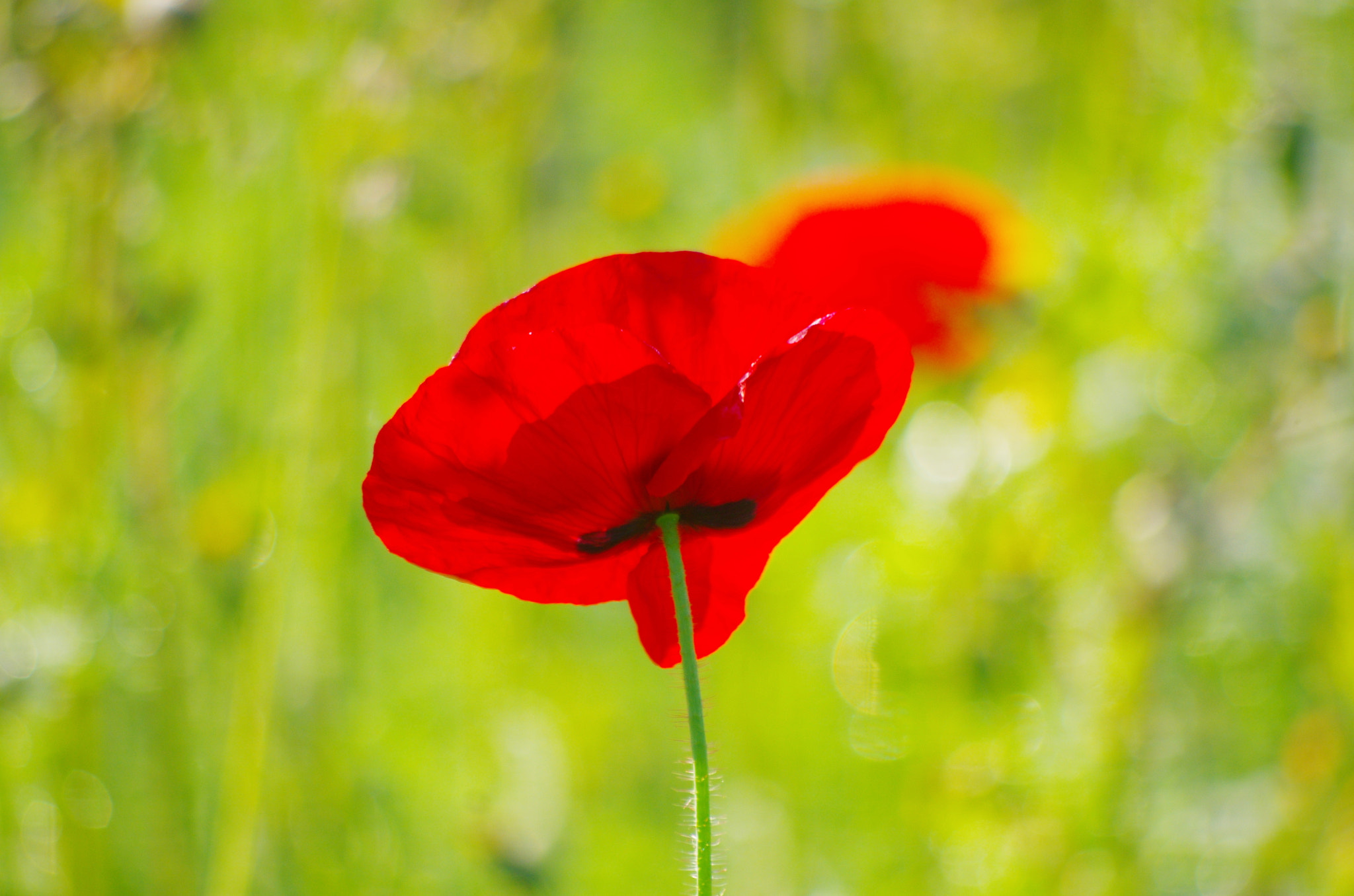 smc PENTAX-DA L 55-300mm F4-5.8 ED sample photo. Looks like a watercolor photography
