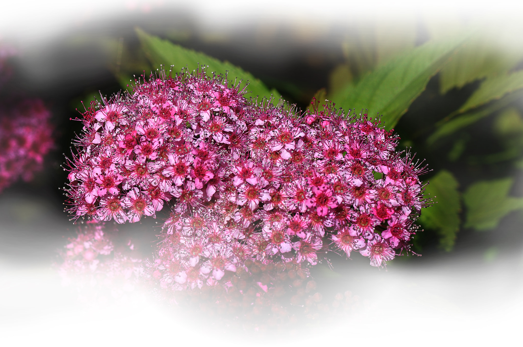 Nikon D300 + AF Micro-Nikkor 105mm f/2.8 sample photo. Маленькие красавицы photography