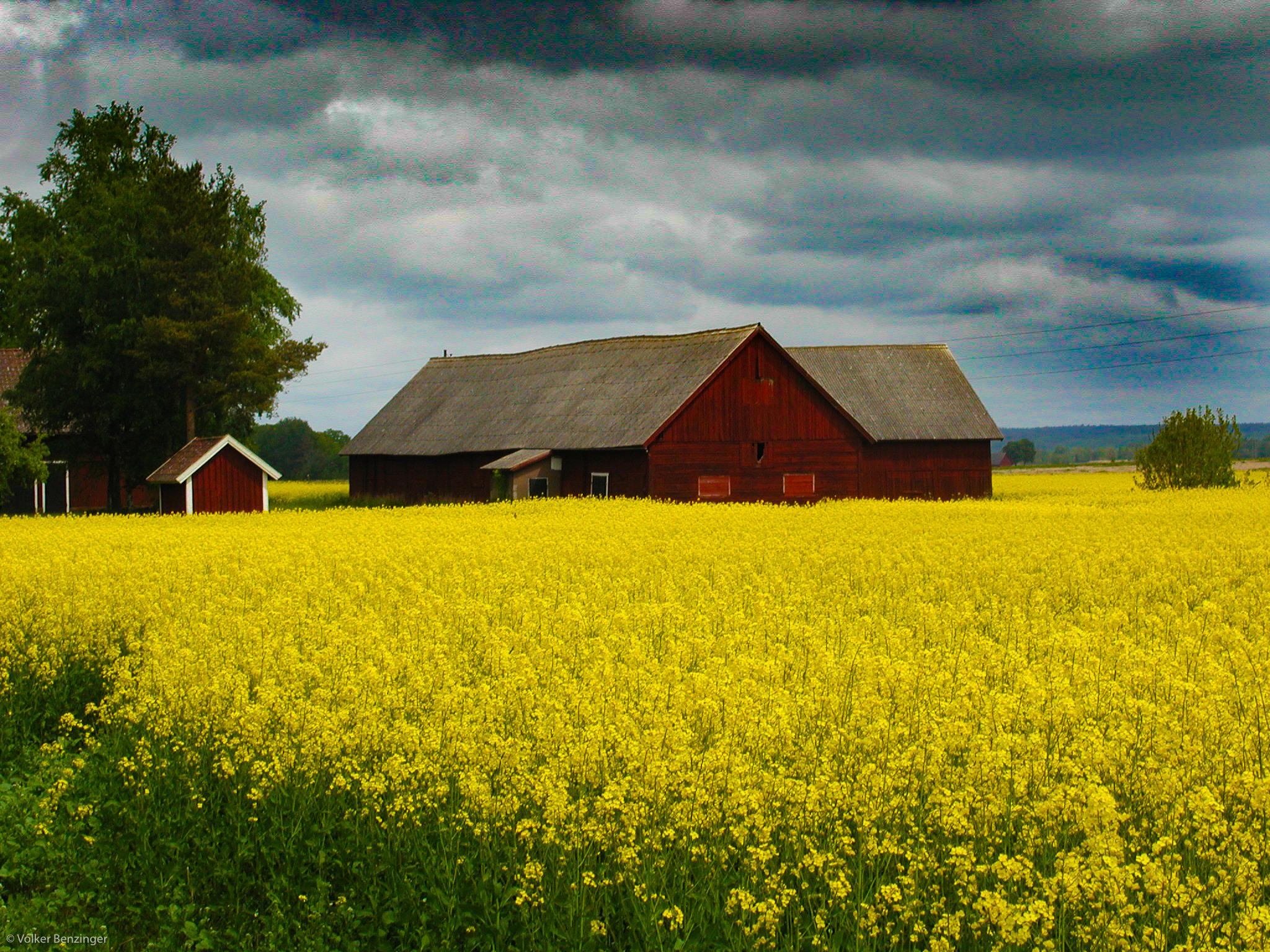 Olympus C3000Z sample photo. Rapefield in sweden photography