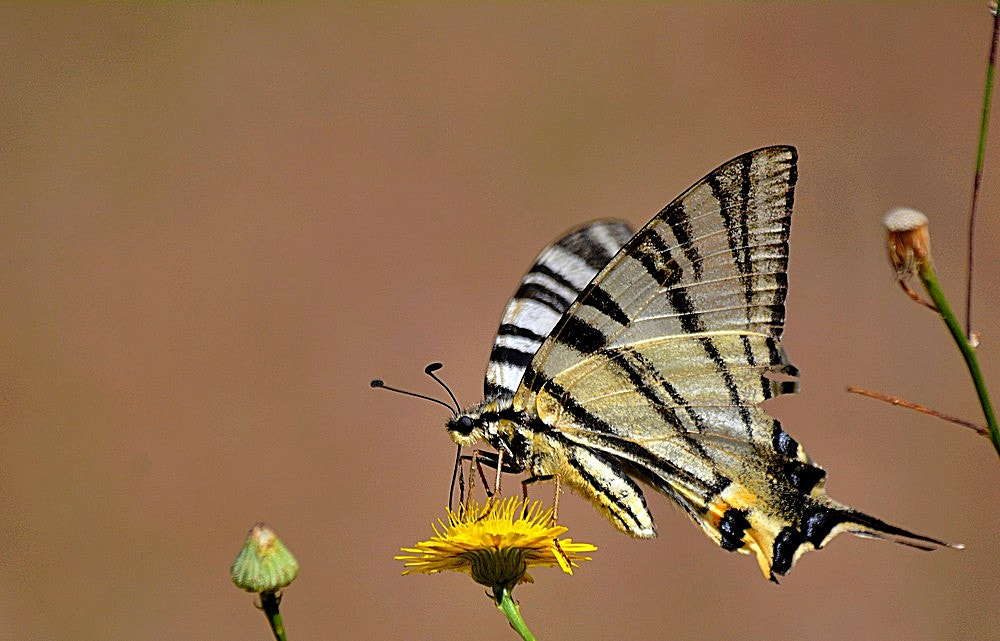 Nikon D7100 + Sigma 70-300mm F4-5.6 APO Macro Super II sample photo. Iphiclides podalirius - kırlangıç kuyruk photography