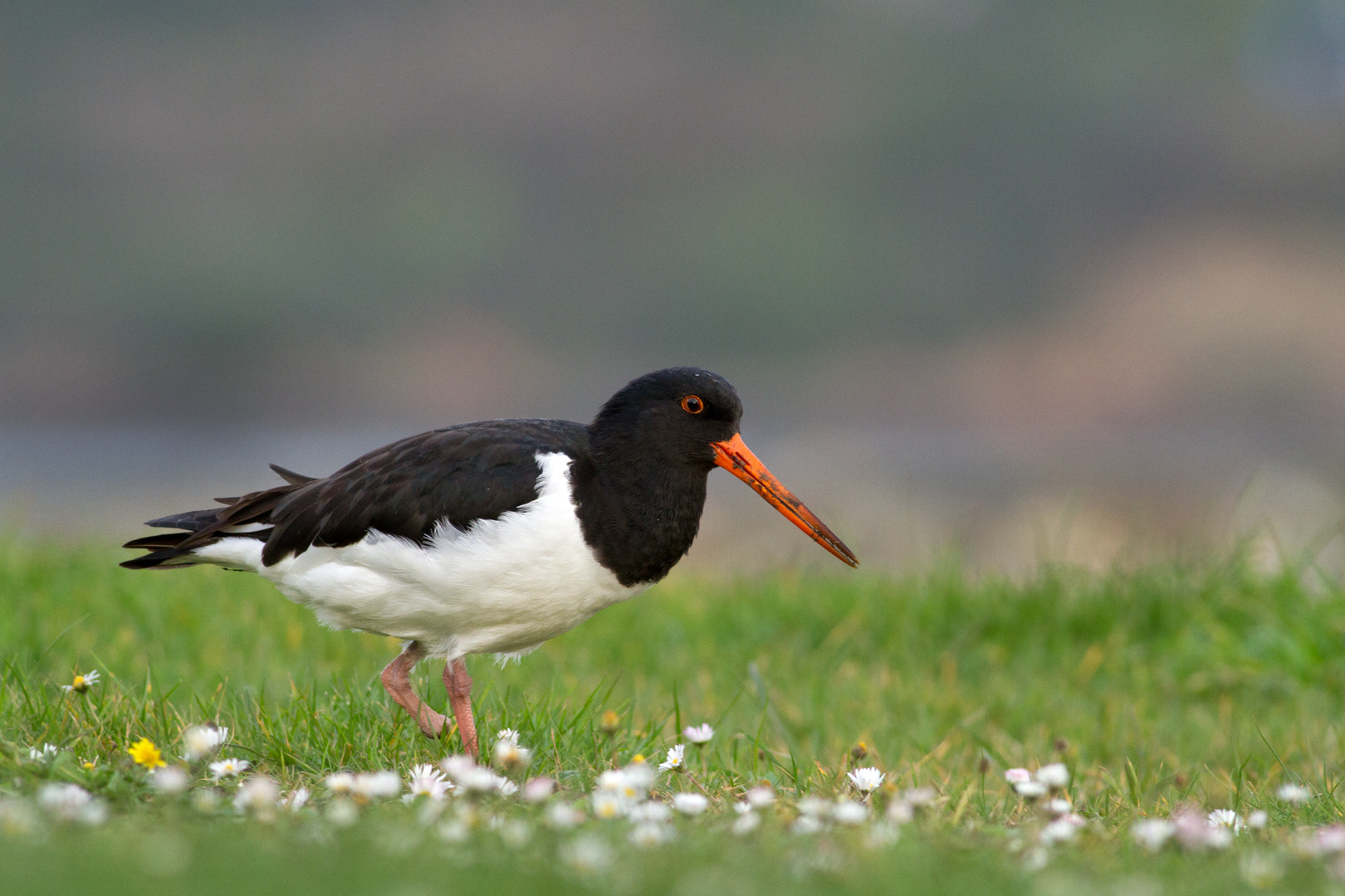Canon EOS 7D + Canon EF 400mm F5.6L USM sample photo. Harbourside oystercatcher photography