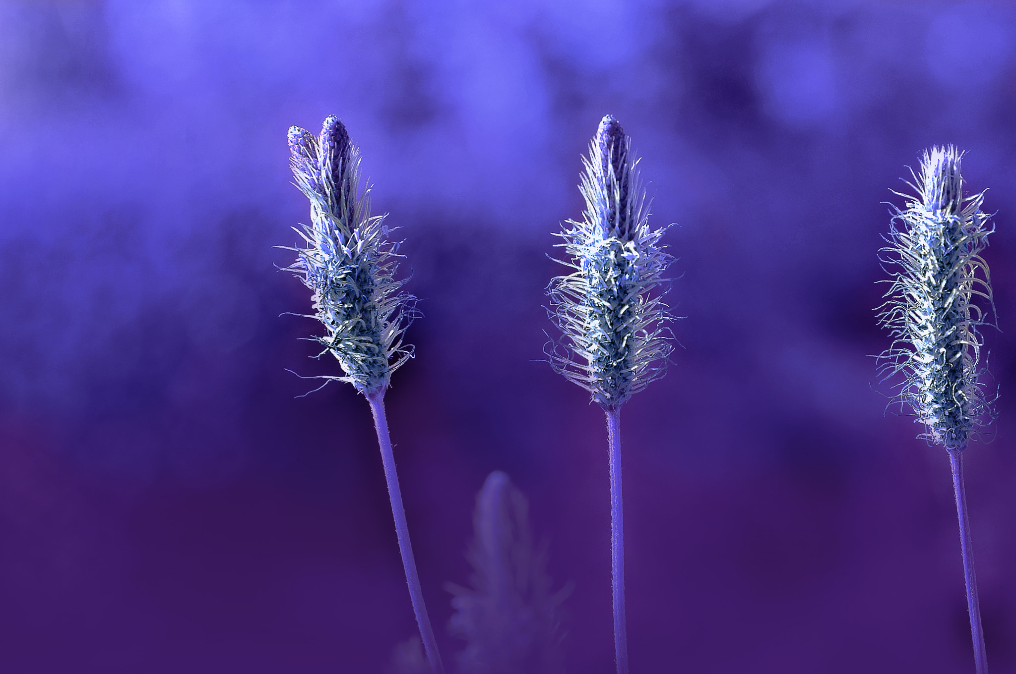 Nikon D300 + AF Micro-Nikkor 105mm f/2.8 sample photo. Три одиночества photography