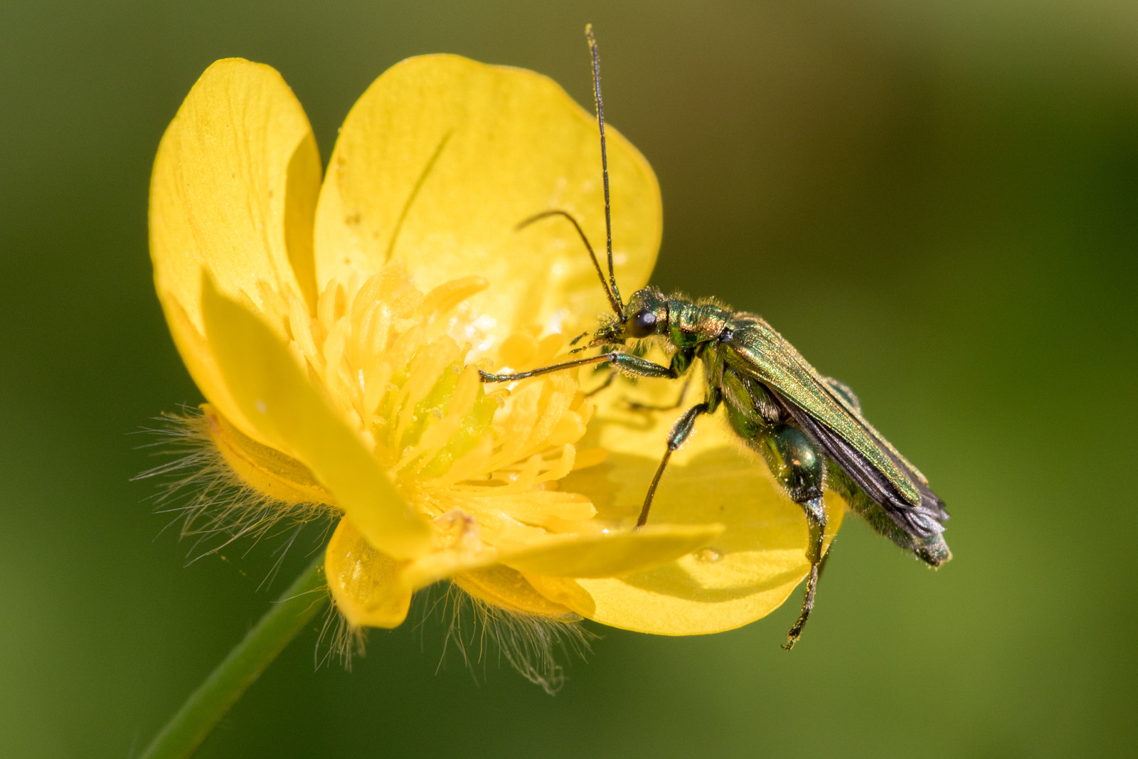 Sigma APO Macro 150mm f/2.8 EX DG HSM sample photo. Thick legged flower beetle photography