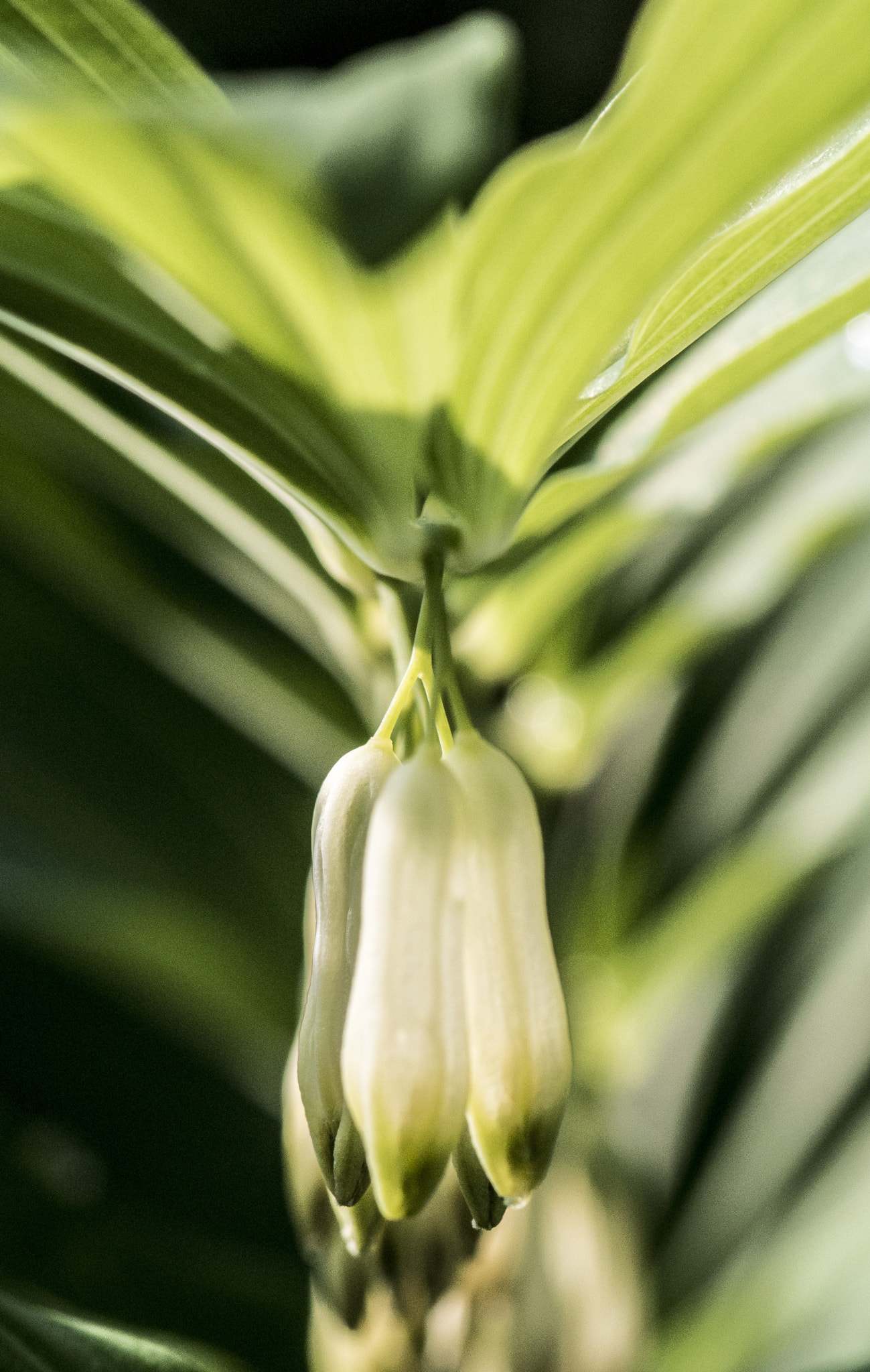 Nikon 1 V1 sample photo. Bells photography