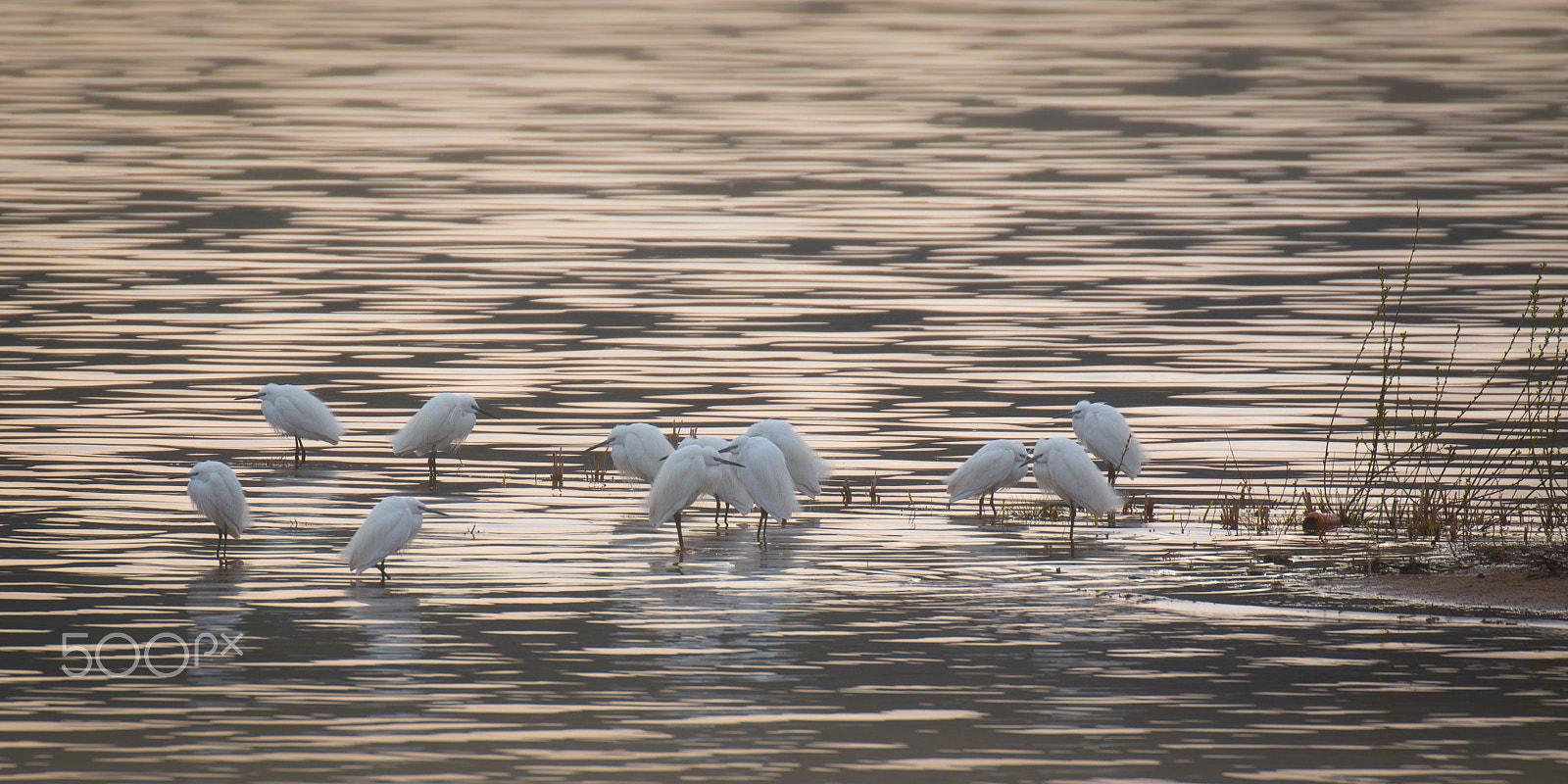 Canon EF 100-400mm F4.5-5.6L IS II USM sample photo. Chilly daybreak photography