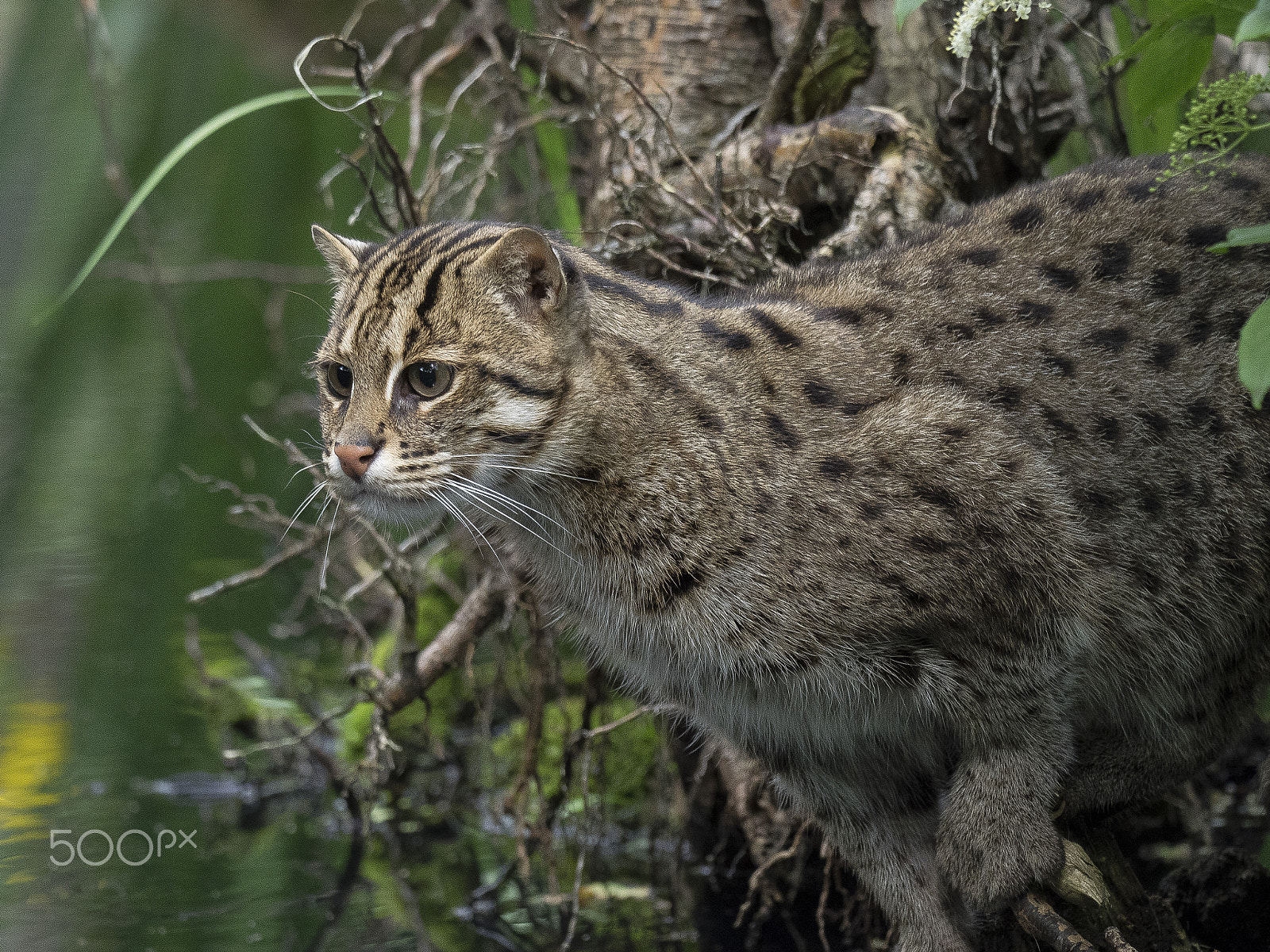 Olympus OM-D E-M1 + M.300mm F4.0 + MC-14 sample photo. Fishing cat photography