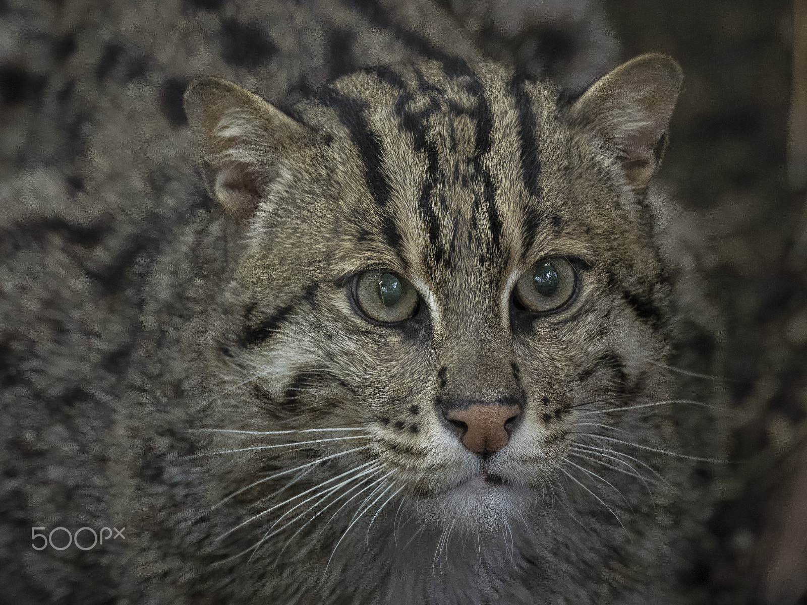 Olympus OM-D E-M1 + M.300mm F4.0 + MC-14 sample photo. Fishing cat photography