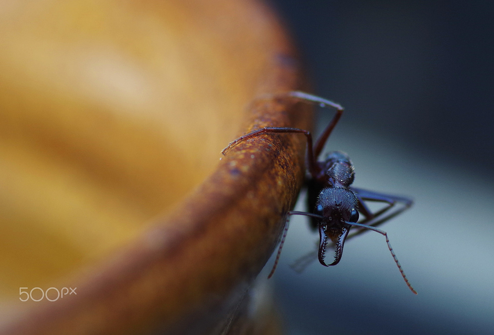 Pentax K-S1 + Tamron SP AF 90mm F2.8 Di Macro sample photo. Balancing act photography