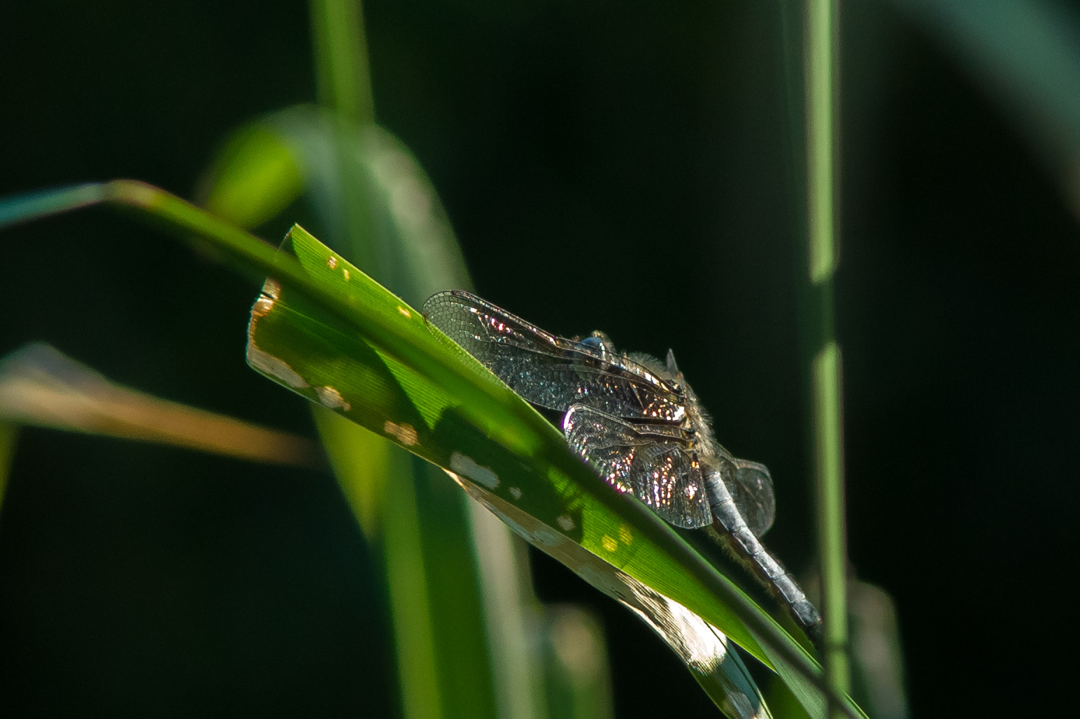 Sony Alpha DSLR-A850 + Minolta AF 70-210mm F4 Macro sample photo. Beauty photography