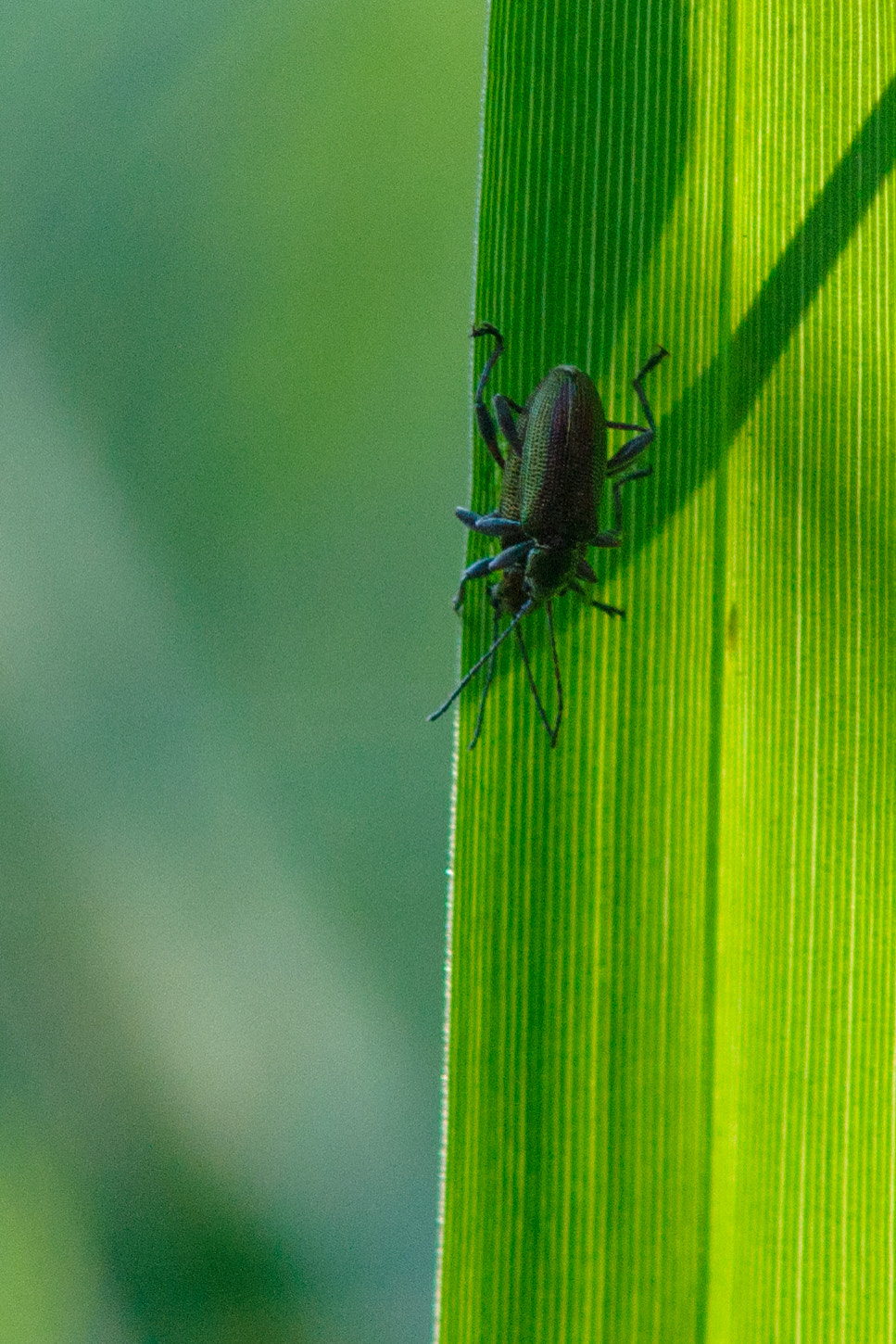 Sony Alpha DSLR-A850 + Minolta AF 70-210mm F4 Macro sample photo. Make love not war ;) photography