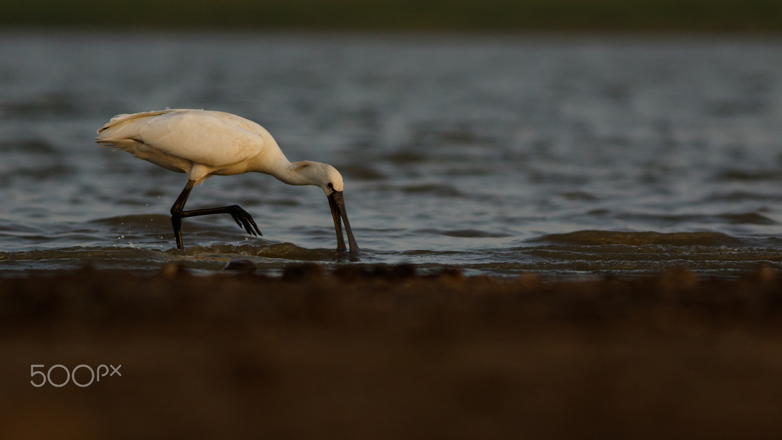 Canon EOS 7D Mark II + Canon EF 400mm F5.6L USM sample photo. Spoonbill photography