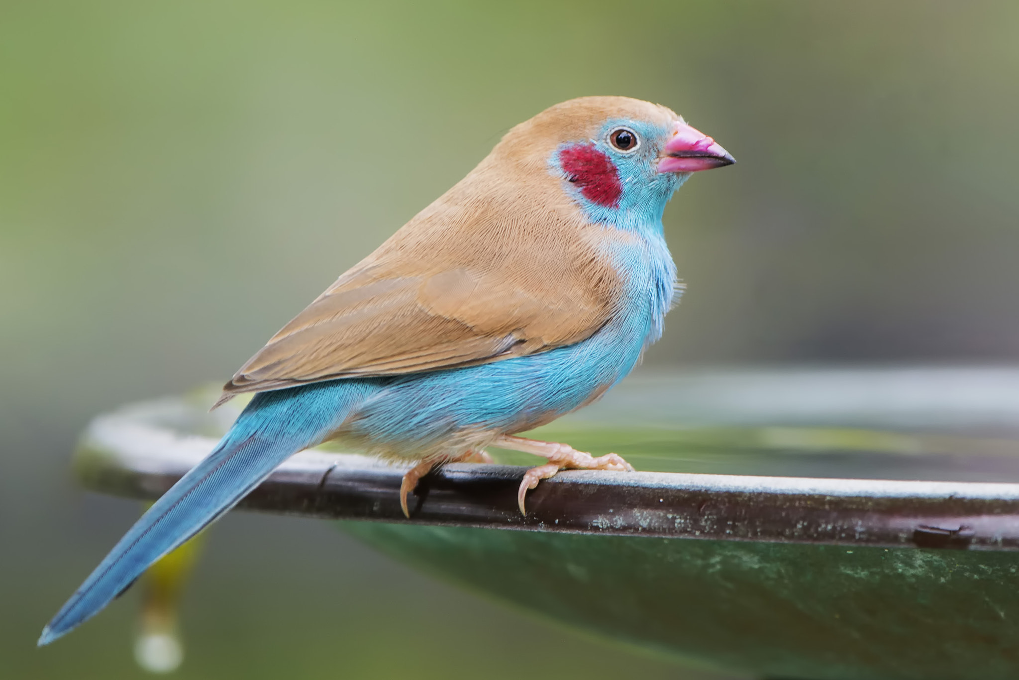 Nikon Nikkor AF-S 300mm F4E PF ED VR sample photo. Red-cheeked cordon-bleu finch miami 2016 photography