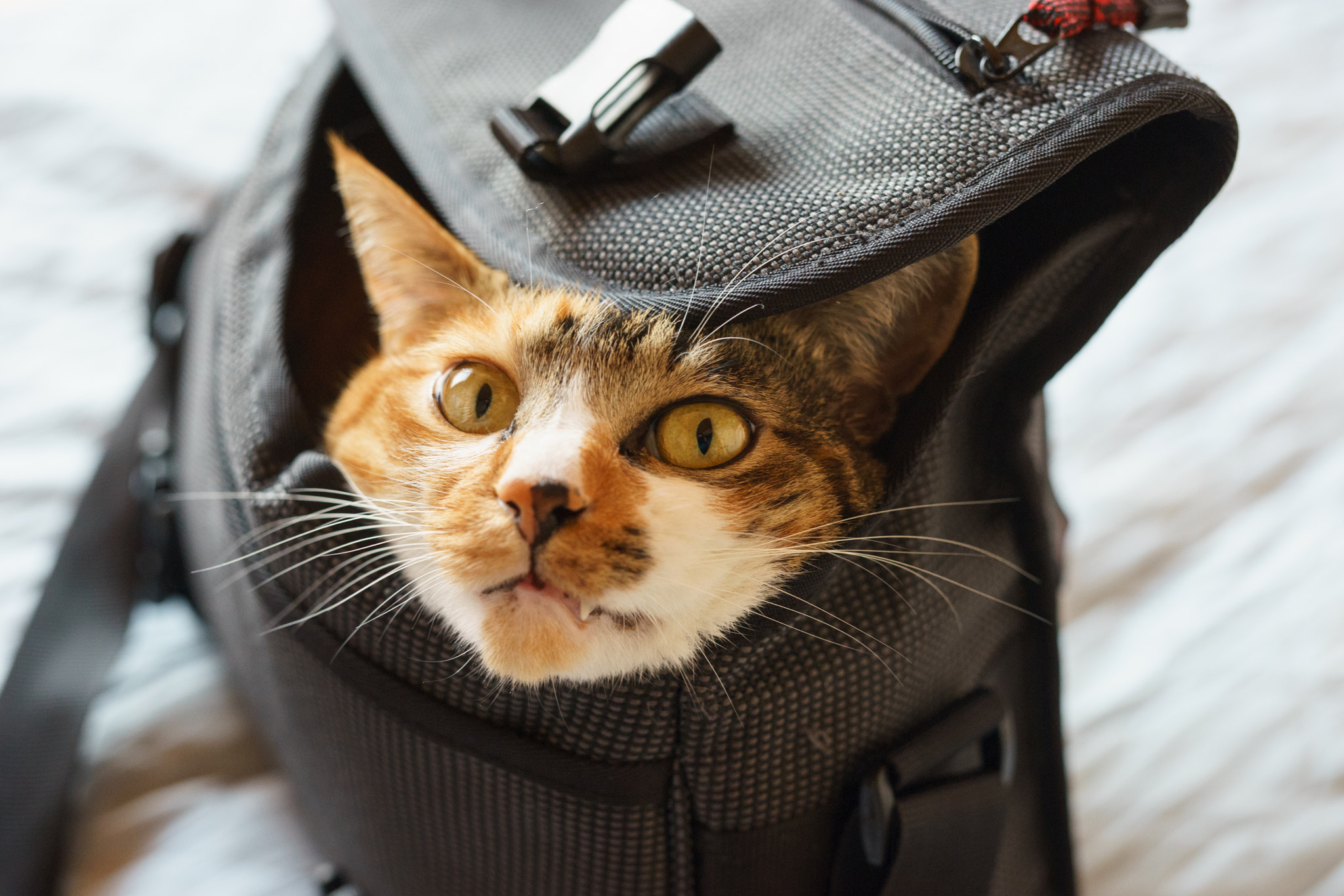 Sony a7 + E 50mm F1.4 sample photo. Cat in the bag photography