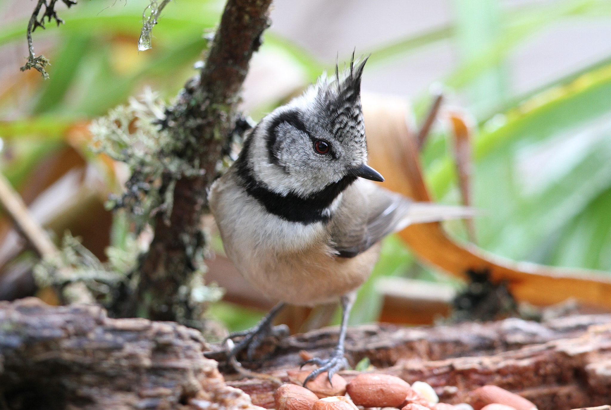Canon EF 500mm F4L IS II USM sample photo. Crested tit photography