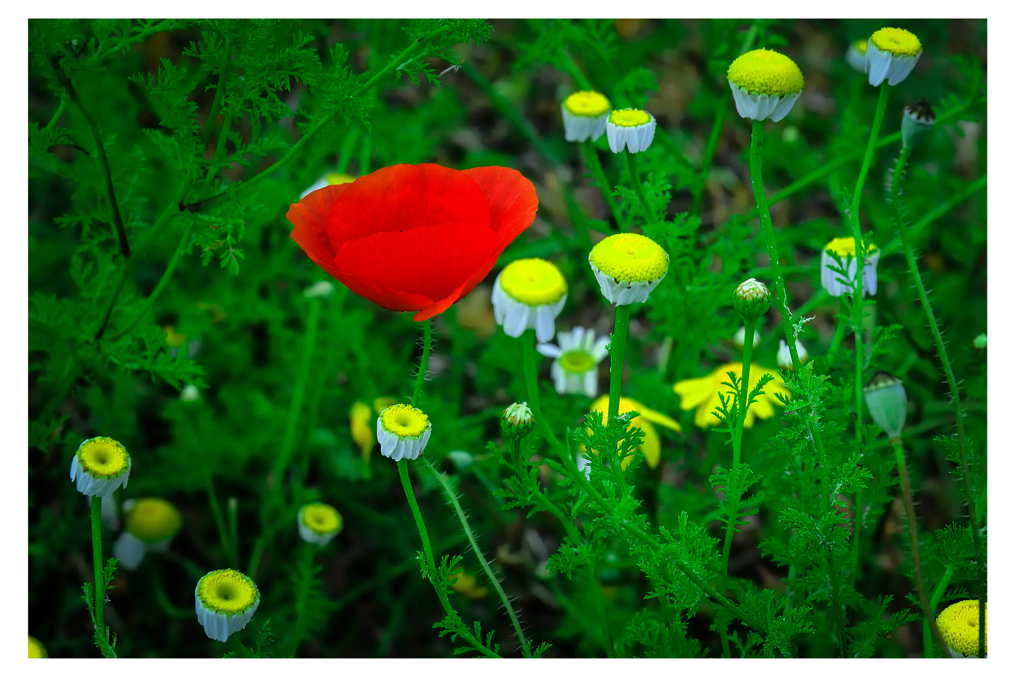 Nikon AF Nikkor 24-85mm F2.8-4D IF sample photo. Flowers photography