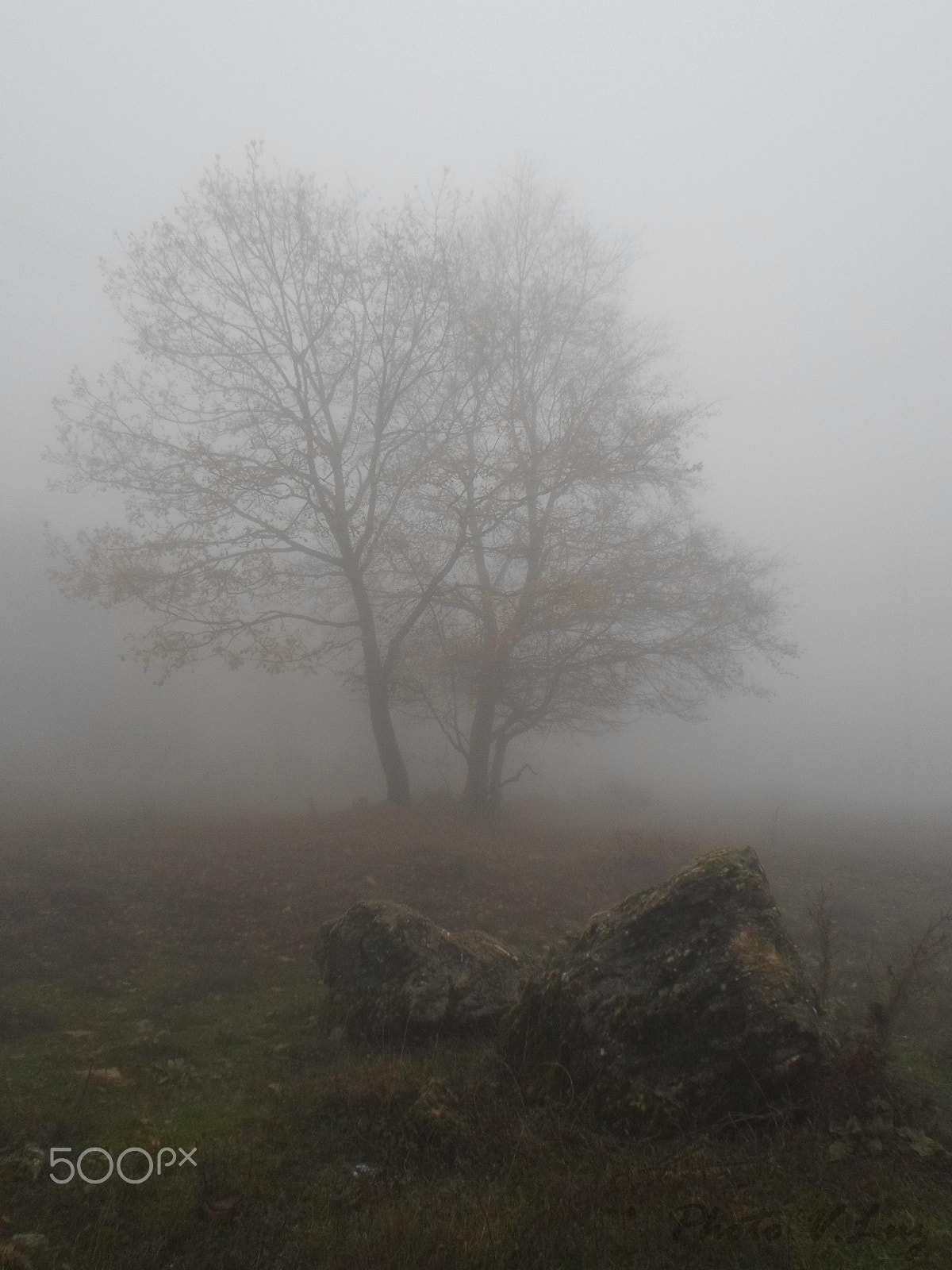 Samsung ES95 sample photo. Foggy tree photography