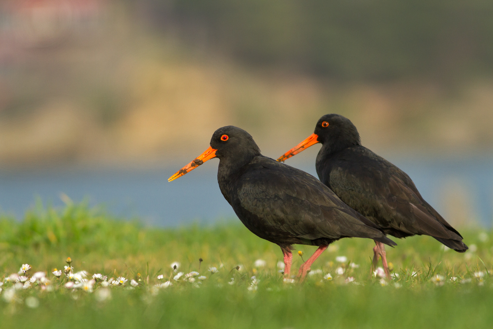 Canon EOS 7D + Canon EF 400mm F5.6L USM sample photo. Harbourside oystercatchers (2) photography