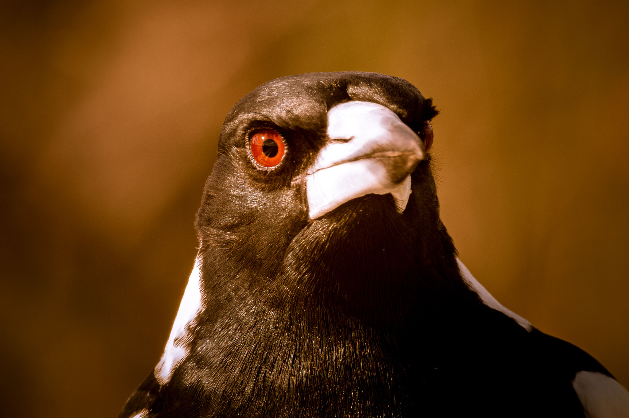 Canon EOS 7D sample photo. The bird photography