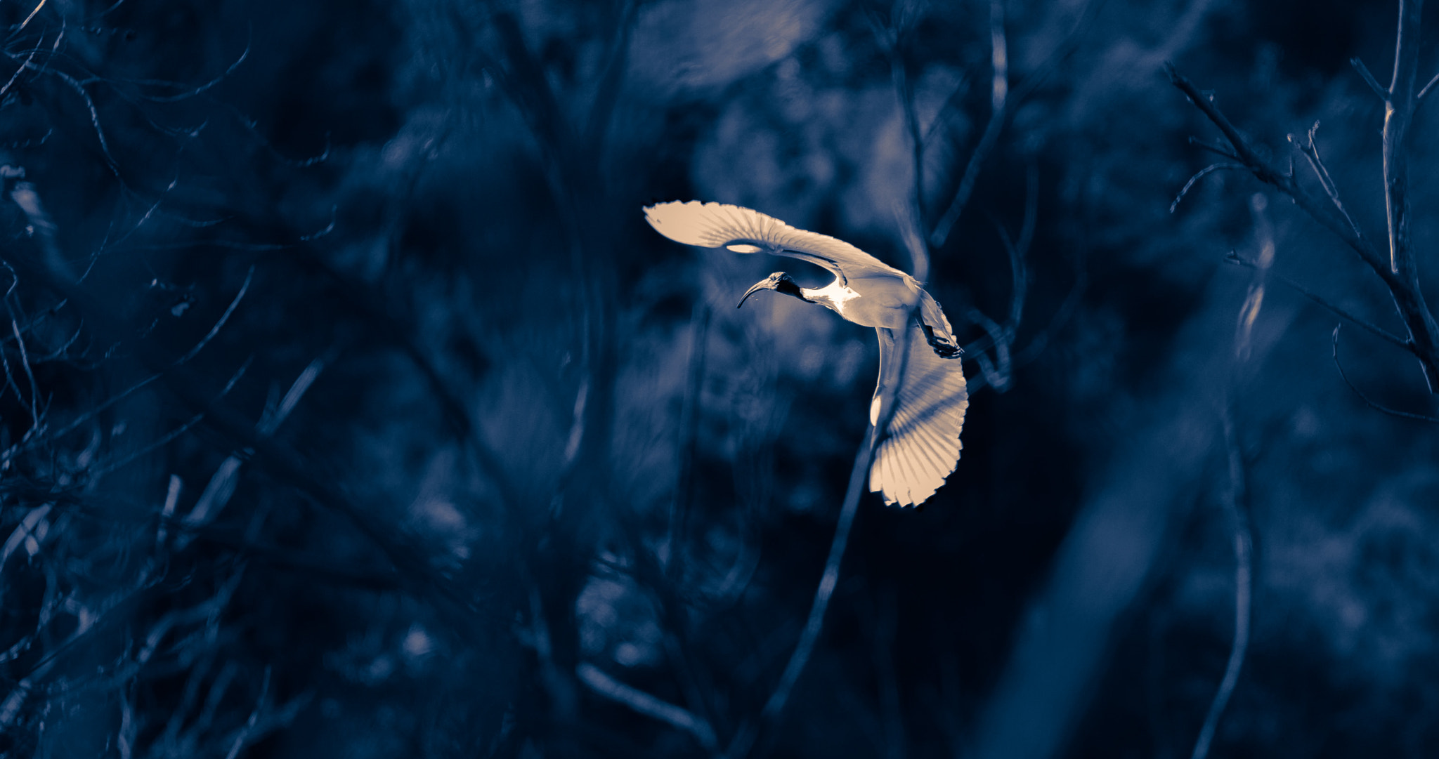 Sigma 120-300mm F2.8 EX DG HSM sample photo. The bird photography