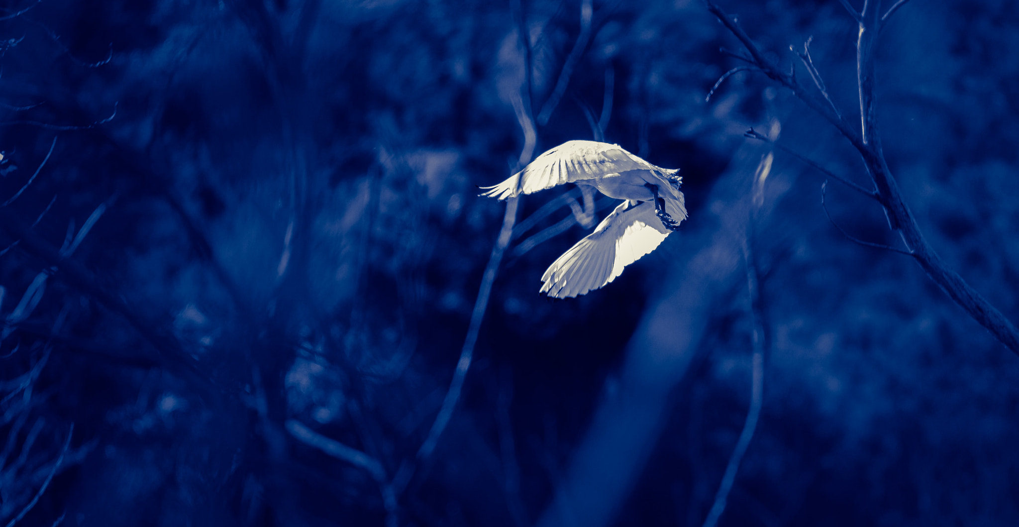 Canon EOS 7D + Sigma 120-300mm F2.8 EX DG HSM sample photo. The bird photography