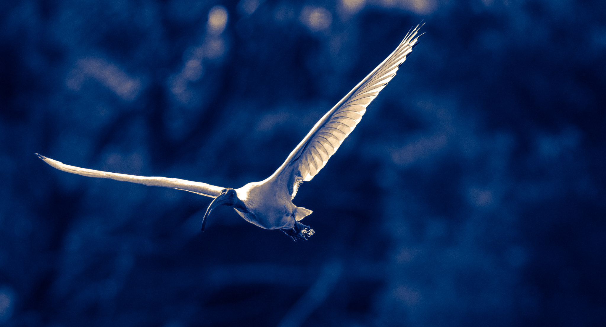 Sigma 120-300mm F2.8 EX DG HSM sample photo. The bird photography