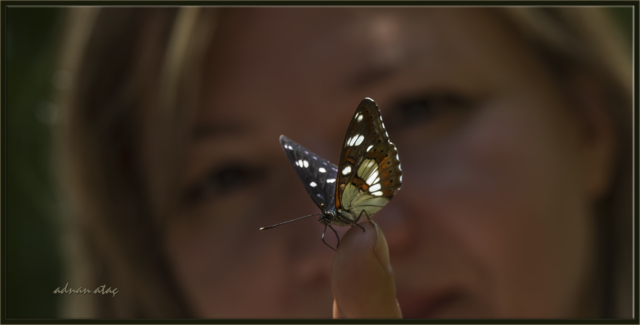 Nikon D4 sample photo. Akdeniz hanımeli kelebeği - southern white admiral - limenitis reducta photography