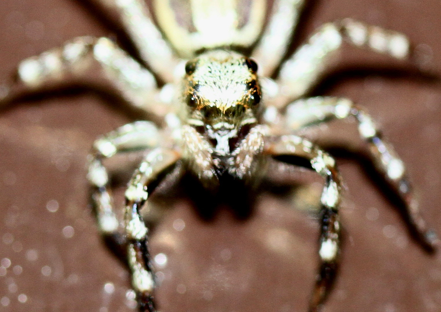 Canon EF-S 60mm F2.8 Macro USM sample photo. Spidy photography