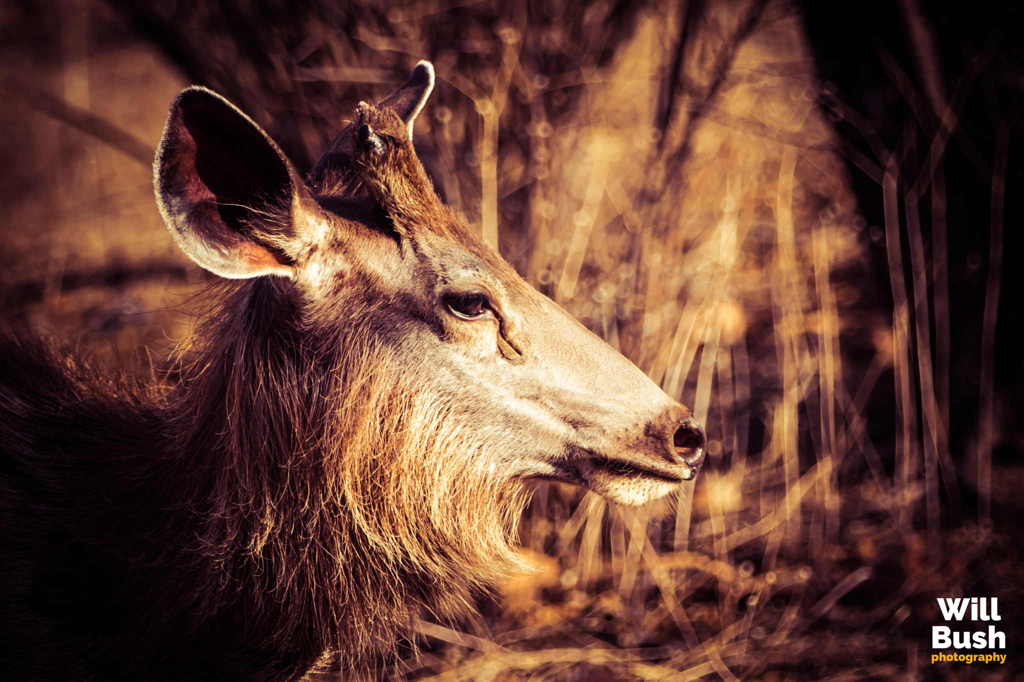 Canon EF 70-200mm F2.8L IS II USM sample photo. Ranthambore national park photography