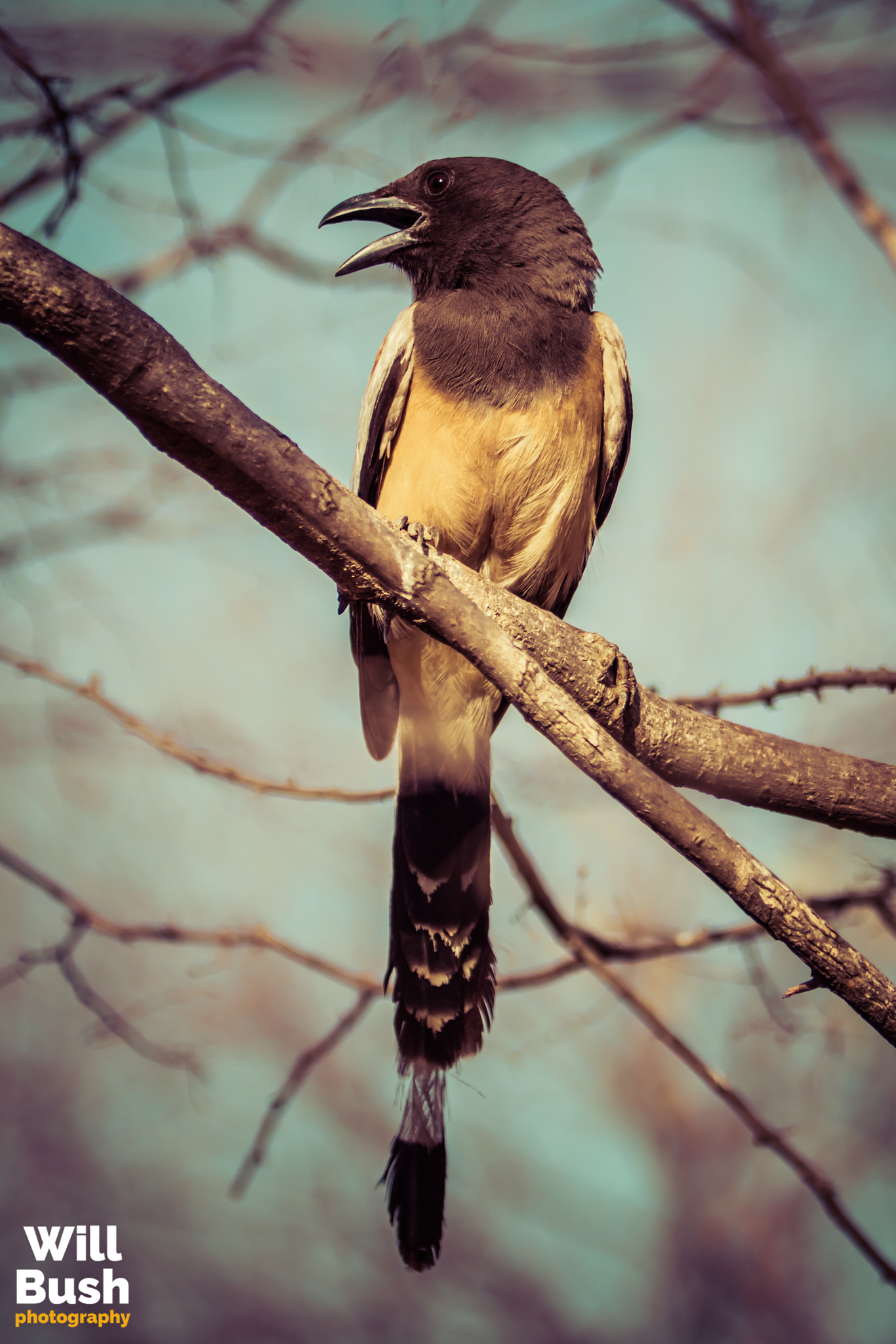 Canon EOS 7D Mark II + Canon EF 70-200mm F2.8L IS II USM sample photo. Ranthambore national park photography