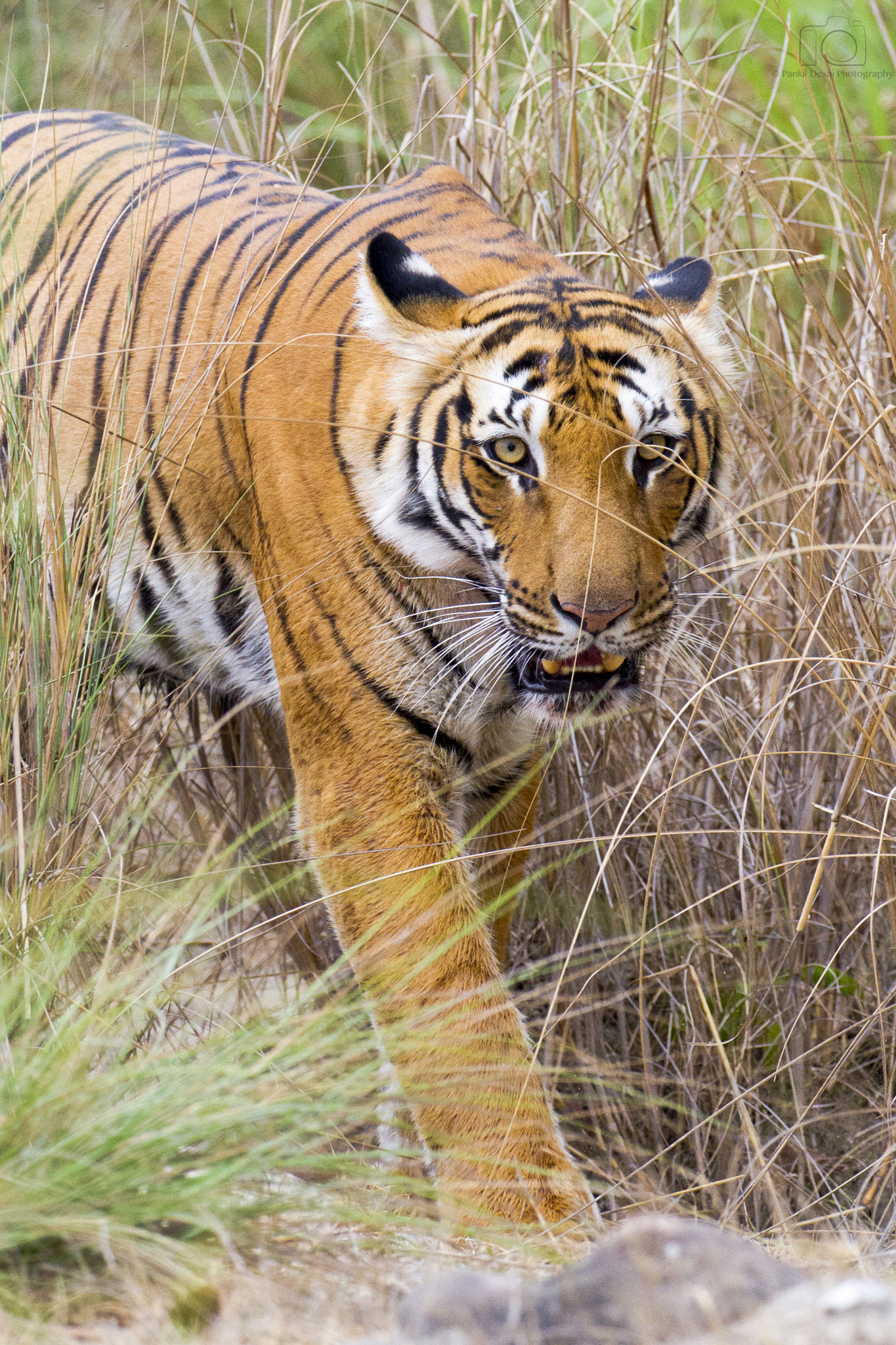 Canon EOS 7D + Canon EF 100-400mm F4.5-5.6L IS II USM sample photo. Panthera tigris tigris photography