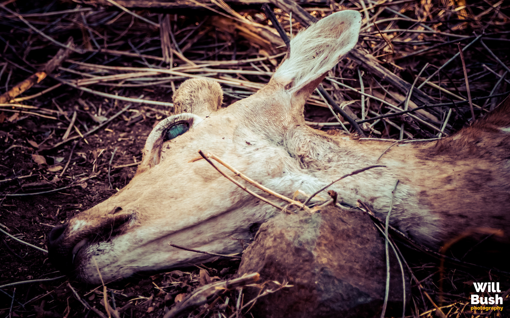 Canon EOS 7D Mark II sample photo. Ranthambore national park photography