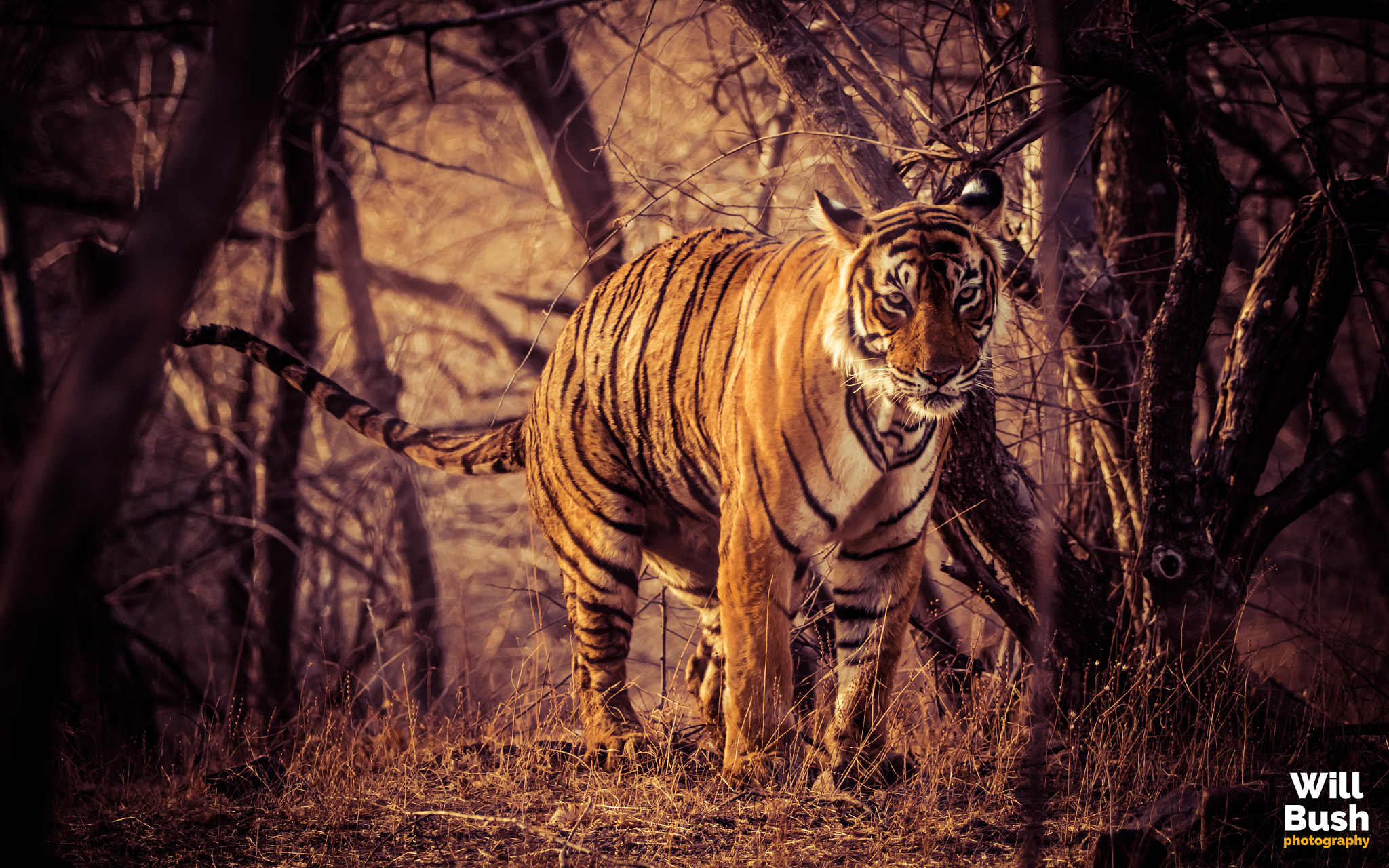 Canon EOS 7D Mark II + Canon EF 70-200mm F2.8L IS II USM sample photo. Ranthambore national park photography