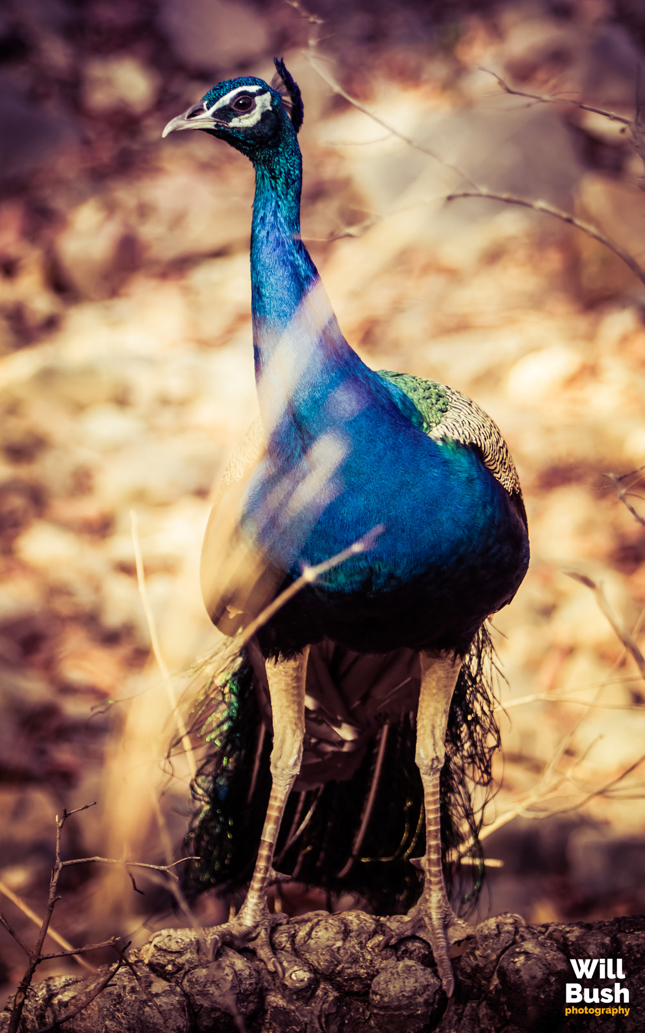 Canon EF 70-200mm F2.8L IS II USM sample photo. Ranthambore national park photography