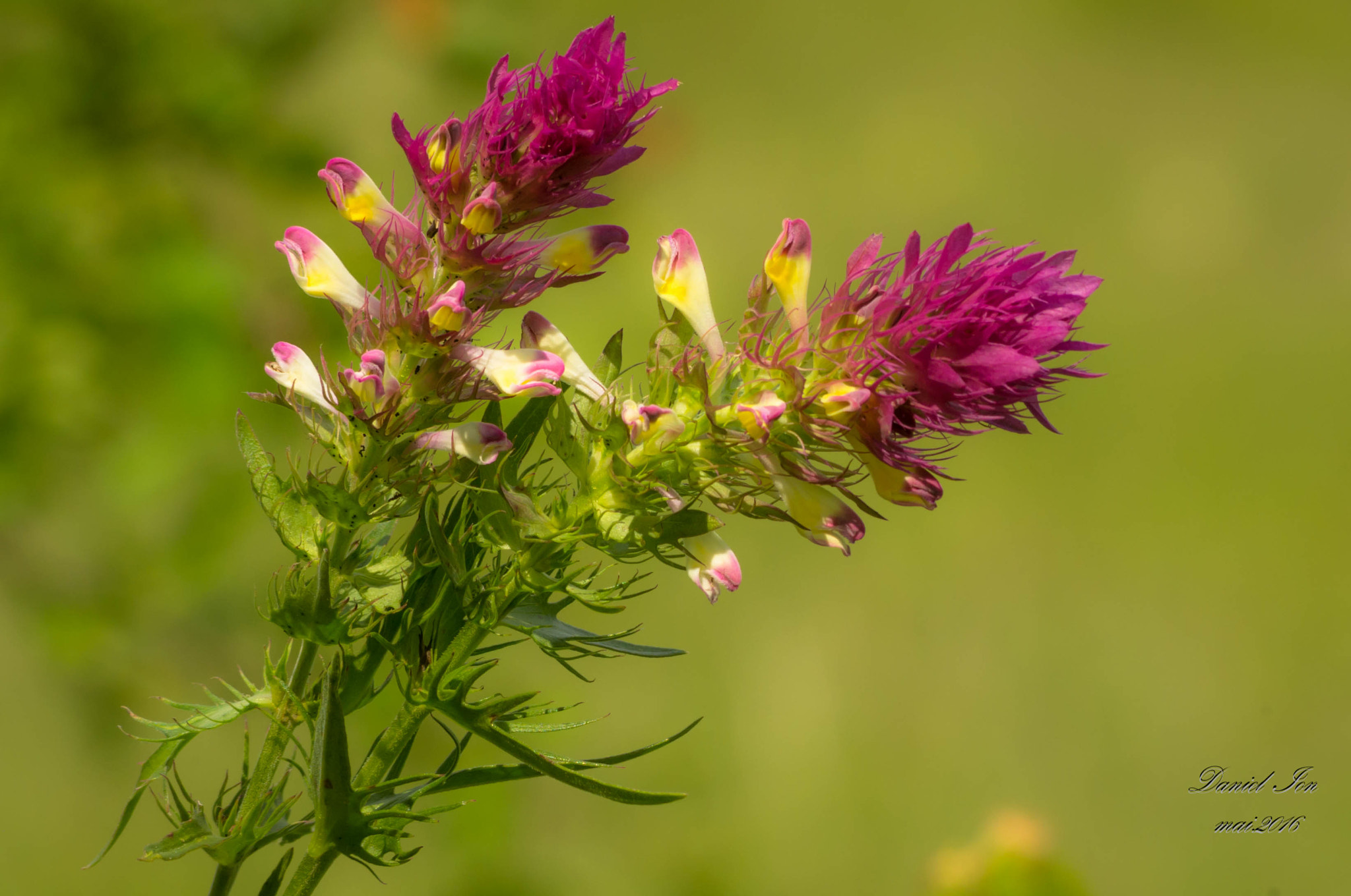 smc PENTAX-FA 70-200mm F4-5.6 sample photo. Flower photography