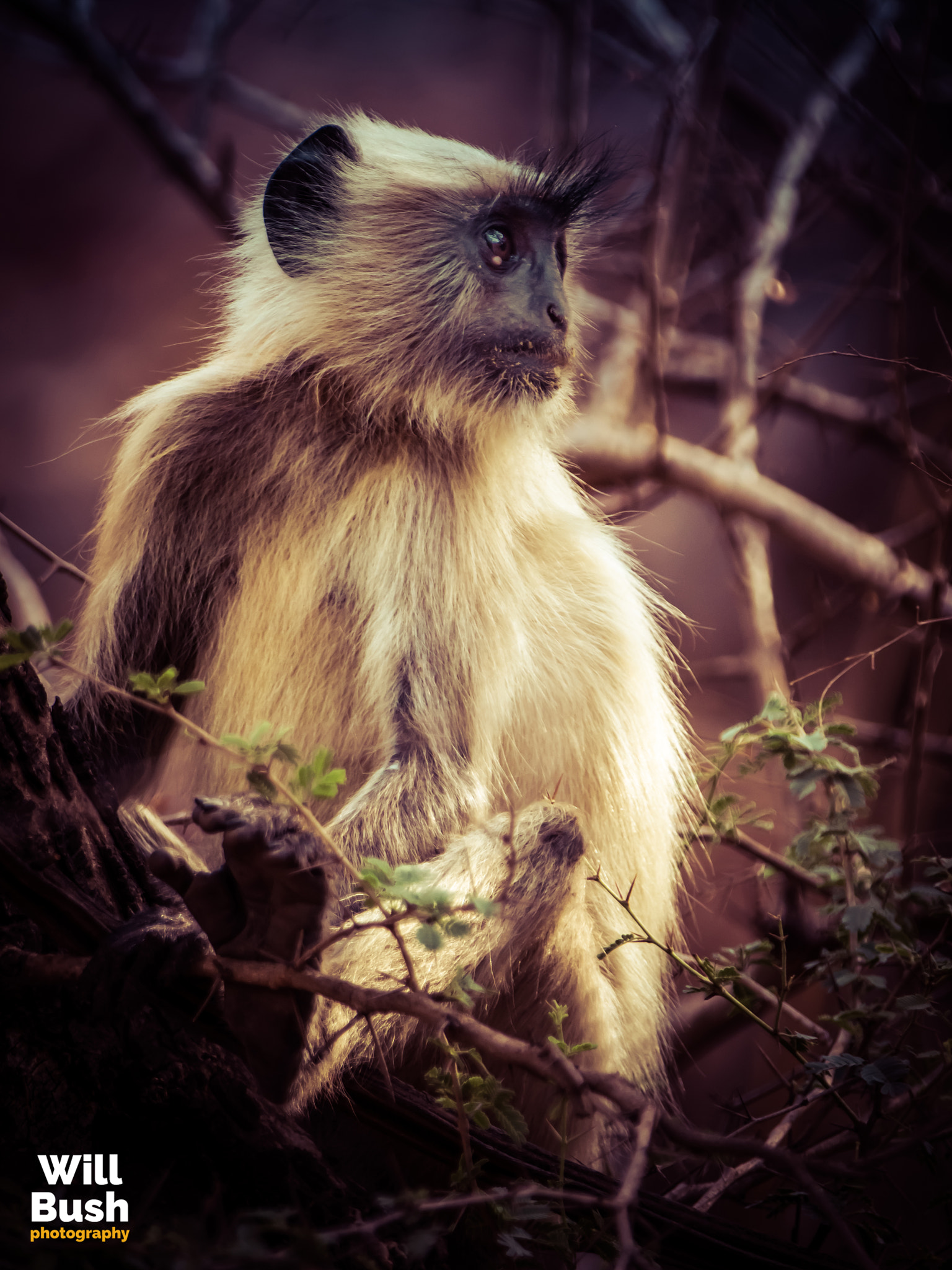 Canon EOS 7D Mark II + Canon EF 70-200mm F2.8L IS II USM sample photo. Ranthambore national park photography