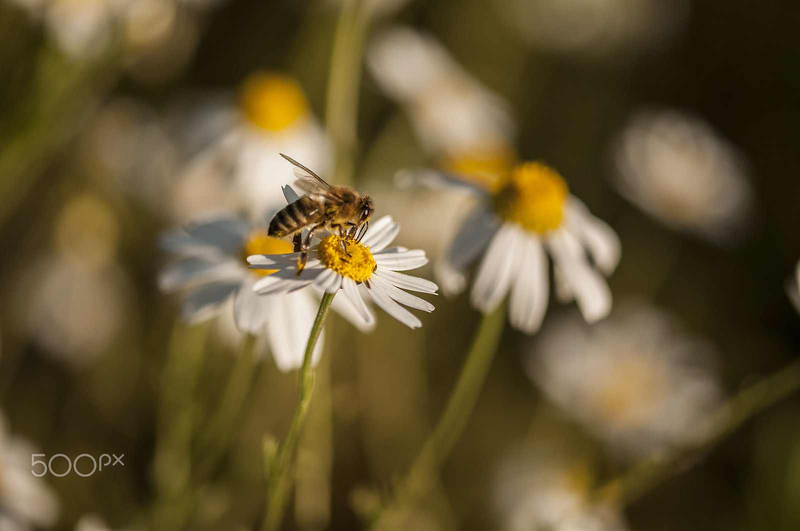 Sigma 105mm F2.8 EX DG OS HSM sample photo. ,,, photography