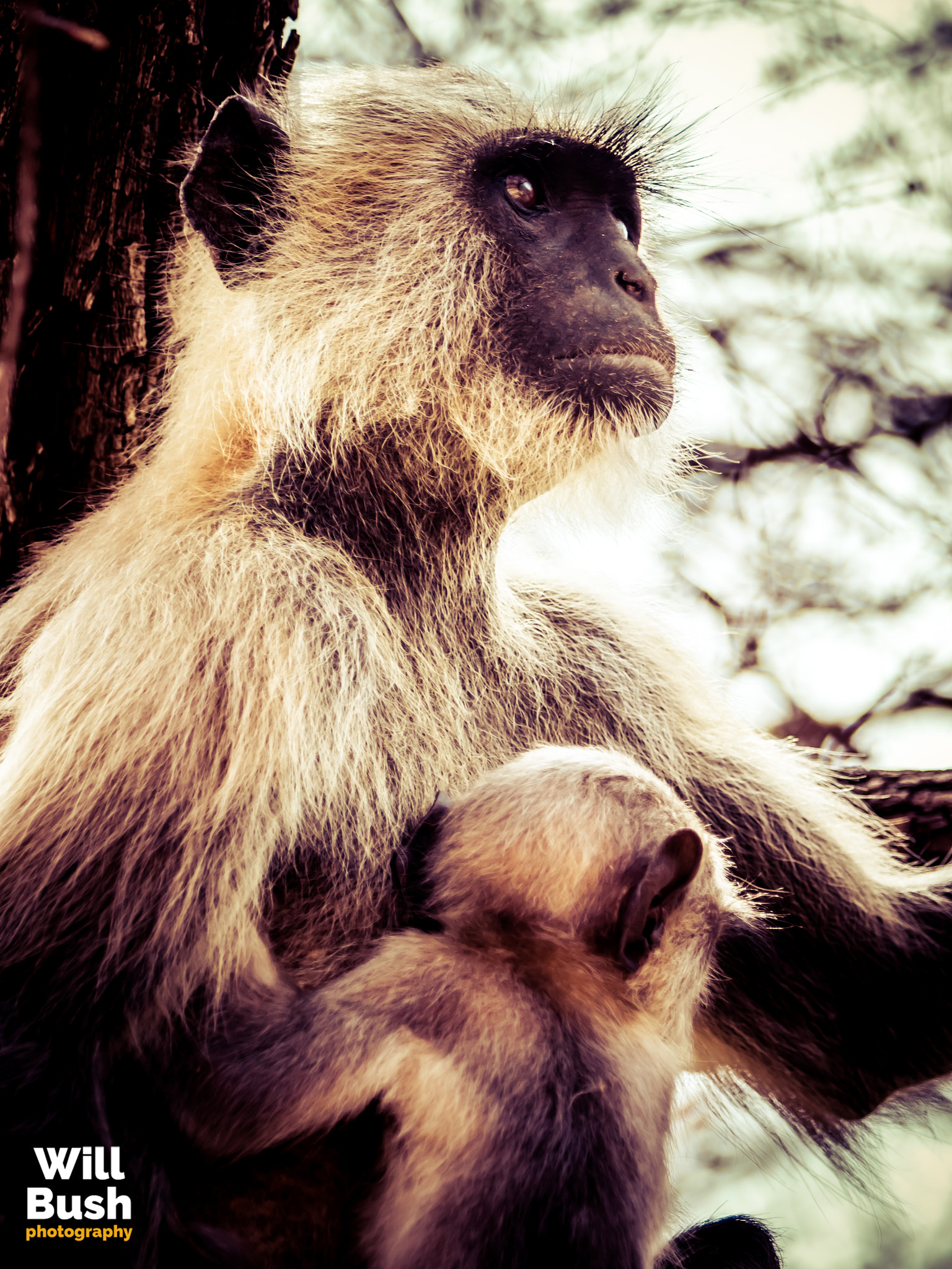 Canon EF 70-200mm F2.8L IS II USM sample photo. Ranthambore national park photography