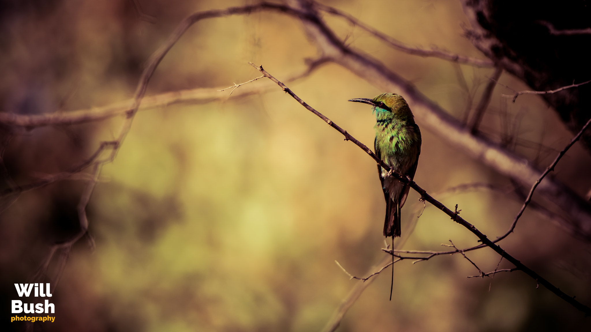 Canon EF 70-200mm F2.8L IS II USM sample photo. Ranthambore national park photography
