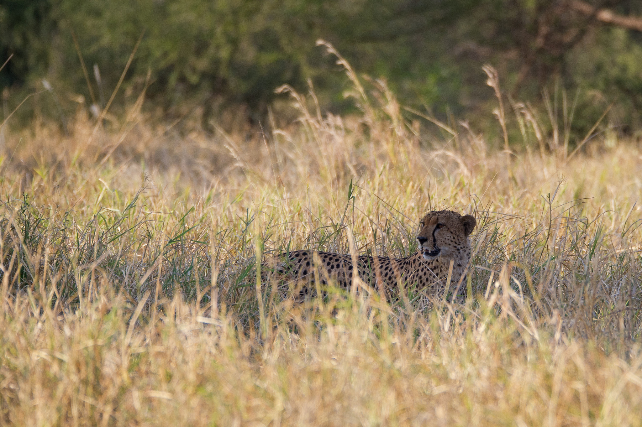 Sigma 150-600mm F5-6.3 DG OS HSM | S sample photo. Cheetah photography