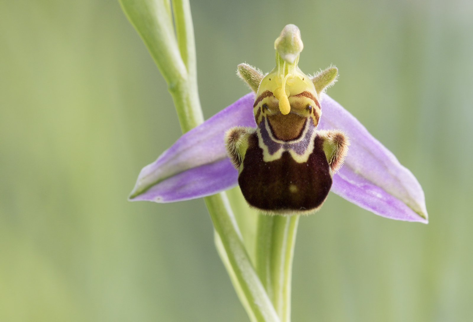 Tamron SP AF 180mm F3.5 Di LD (IF) Macro sample photo. Ophrys abeille photography