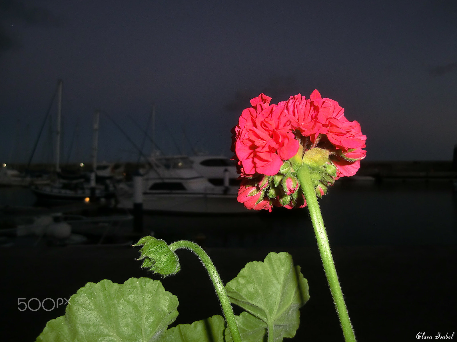 CASIO EX-H30 sample photo. Flor a la anochecer... photography