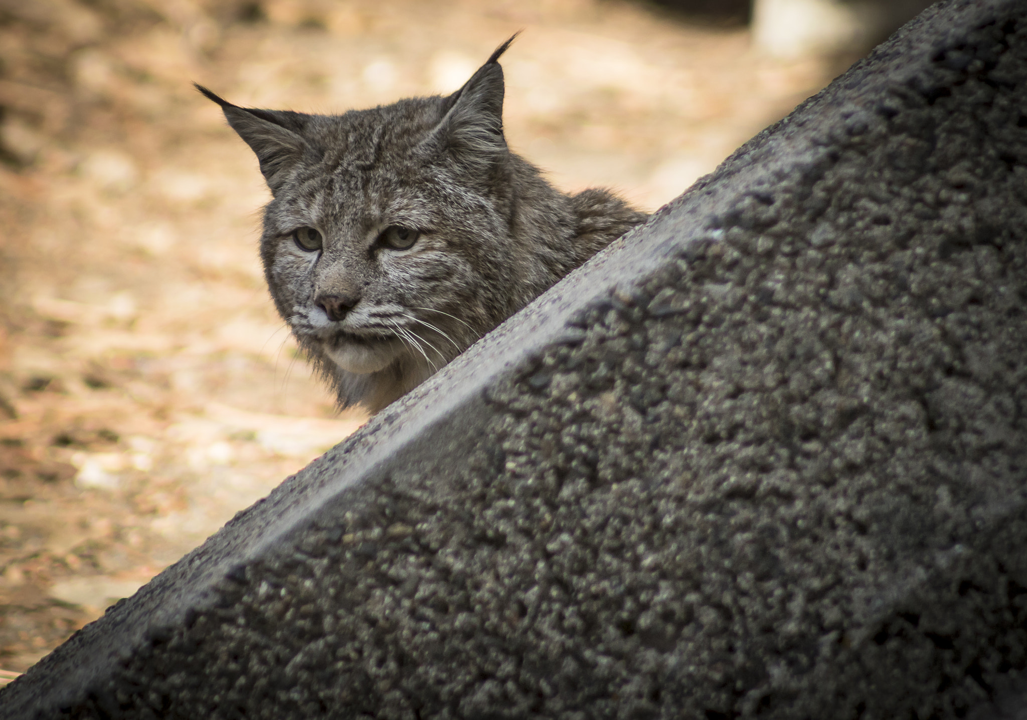 Canon EF 75-300mm f/4-5.6 USM sample photo. Don't follow me !! photography