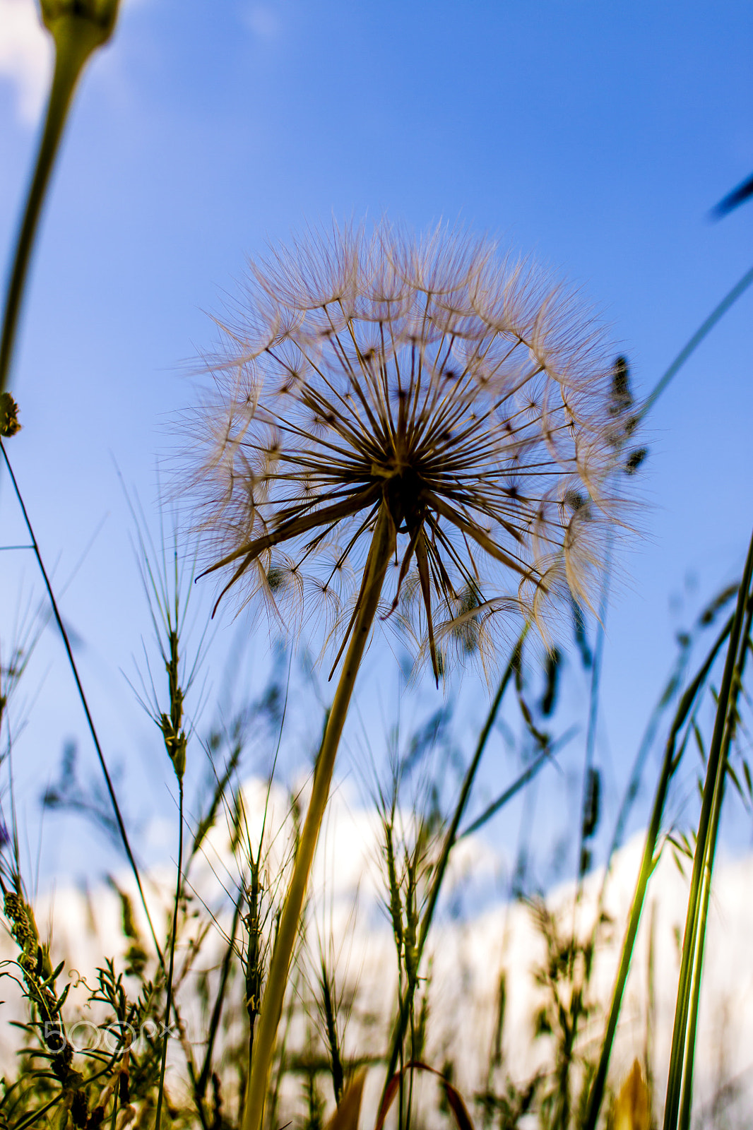 Canon EOS 50D + Canon EF 28mm F1.8 USM sample photo. Dandelion photography