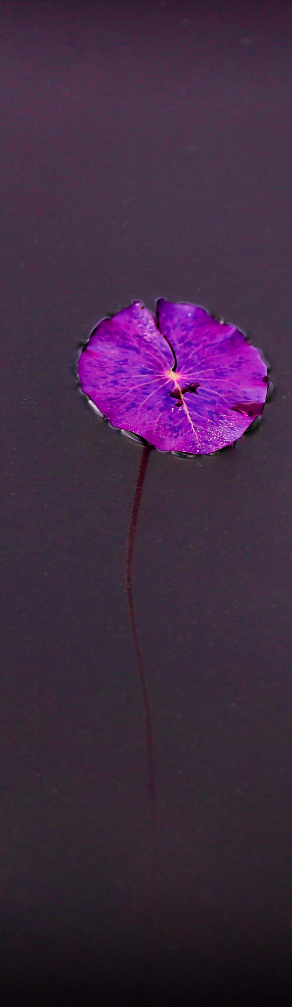 Canon EOS-1D X + Canon EF 200mm F2L IS USM sample photo