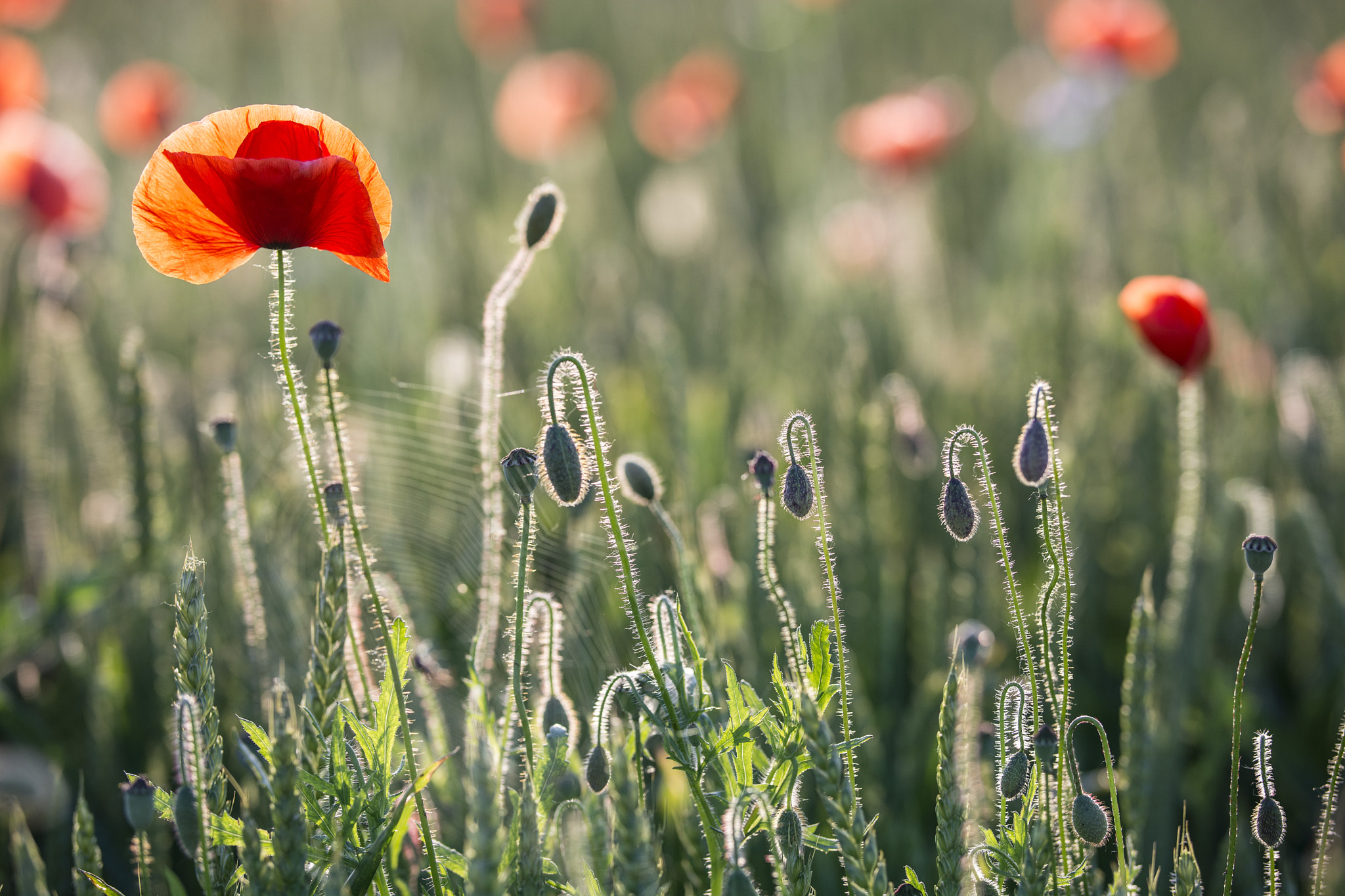 Nikon D7100 + Sigma 50-100mm F1.8 DC HSM Art sample photo. Coquelicot1.jpg photography