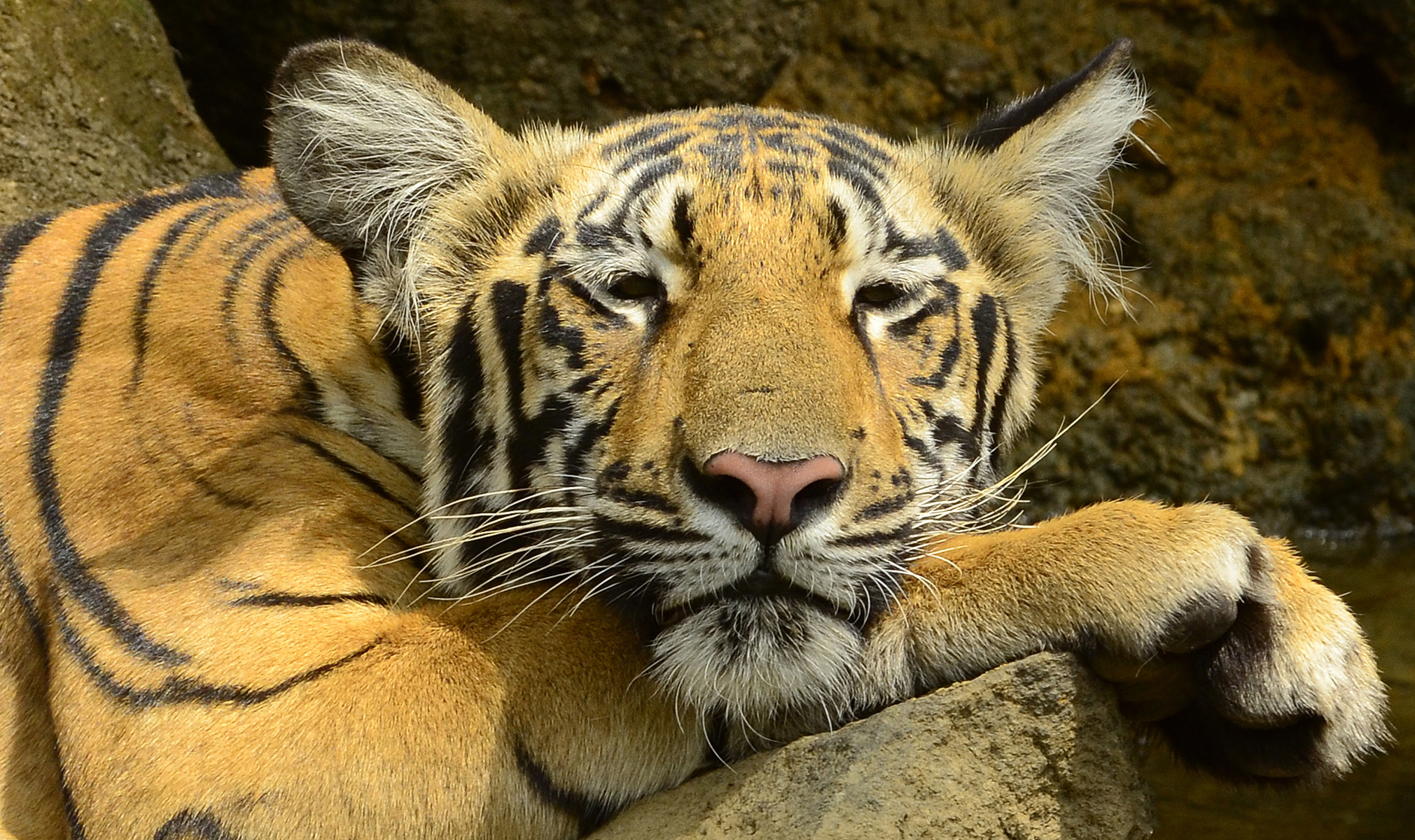 Nikon AF-S Nikkor 300mm F2.8G ED-IF VR sample photo. Lazing around in 45 degrees! photography