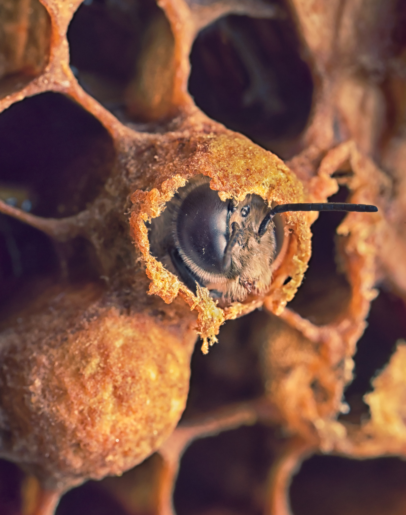 Canon MP-E 65mm F2.5 1-5x Macro Photo sample photo. Hatching, male bee photography